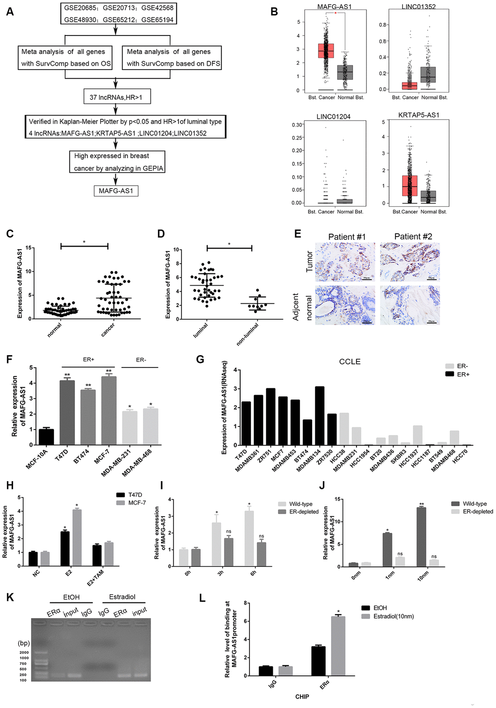 Identification of lncRNAs associated with poor survival and related to ER+ breast cancer. (A) The flow chart of identifying target lncRNA using bioinformatics methods. (B) The expression level plots of four lncRNAs in cancer and normal tissues of breast cancer recorded in GEPIAE (http://gepia.cancer-pku.cn/index.html). Only the expression of MAFG-AS1 in breast cancer (n=1085) and adjacent normal tissues (n=291) is significantly different (pC) Expression of MAFG-AS1 in 50 breast tumors compared with para-carcinoma normal tissues. (D) Expression of MAFG-AS1 was higher in luminal breast cancer (n=40) than in non-luminal breast cancer (n=10)(*pE) Representative ISH (in situ hybridization) detection images of MAFG-AS1 expression in matched normal and primary tumors from two ER positive patients are shown. Scale bars, 50um. (F) Relative MAFG-AS1 expression in 5 breast cancer cell lines and 1 normal breast cell line. Error bars represent mean ±SD for triplicate experiments, *p G) MAFG-AS1 was specifically highly expressed in ER+ breast cancer cell lines, as determined by analyzing the RNA-seq data from CCLE (Cancer Cell Line Encyclopedia). (H) qPCR expression of MAFG-AS1 8 h following addition of DMSO vehicle, 10 nM estrogen with or without tamoxifen (1uM) in MCF-7 and T47D cell lines. (I) The expression of MAFG-AS1 in Wild-type and ERα-depleted T47D cells by different time same concentration. (J) qRT-PCR analysis of the expression of MAFG-AS1 in Wild-type and ERα-depleted T47D cells by same time different concentrations. (K–L) Gel imaging and qPCR-based ChIP analysis of the MAFG-AS1 promoter following ChIP for ERα following 12hr estradiol or DMSO vehicle stimulation. Expression normalized to IgG pulldown. Error bars represent mean±SD.