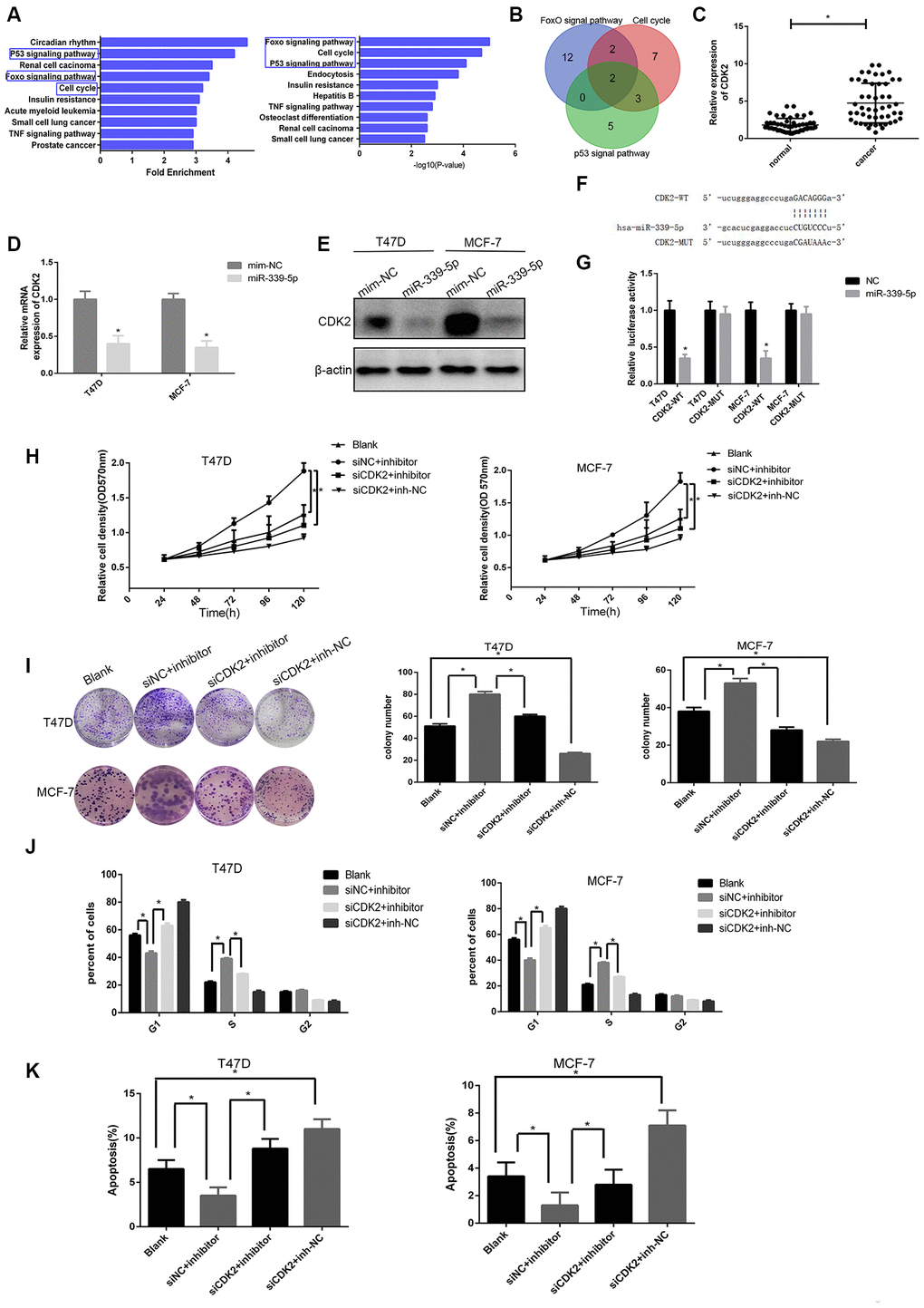 miR-339-5p inhibits breast cancer through targeting CDK2. (A) Top10 miR-339-5p target gene enrichment pathways according to fold enrichment in descending order and p value in ascending order. (B) The intersection of the Venn plot of genes that three pathways contained shown two target genes. (C) Expression of CDK2 in 50 breast tumors compared with para-carcinoma tissues *pD–E) The mRNA and protein levels of CDK2 in T47D and MCF-7 cells after being transfected with miR-339-5p mimics or NC mimics. (F) Bioinformatic analysis revealing the presence of complementary binding sites for miR-339-5p with CDK2 in RNA22. (G) Luciferase activity cotransfected with miR-339-5p and luciferase reporters containing pmirGLO-CDK2-WT or pmirGLO-CDK2-MUT in T47D/MCF-7 cells. (H, I) Knockdown of CDK2 abolished the miR-339-5p inhibitor induced cell growth shown by MTT assay and colony formation assay. (J–K) The cell cycle distribution and apoptosis of T47D and MCF-7 cells.