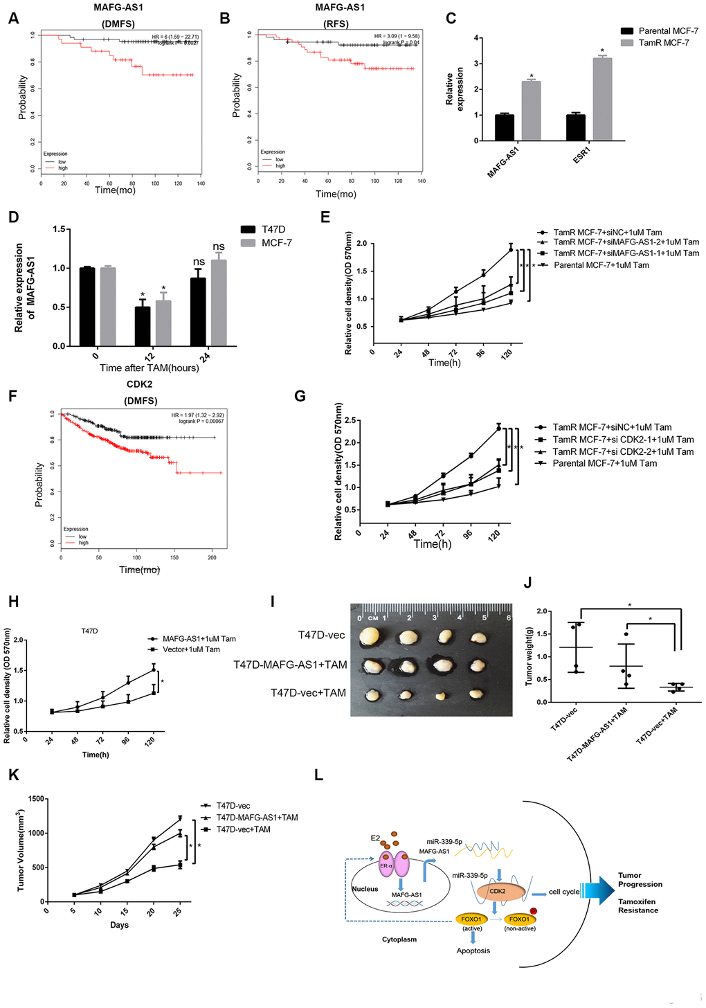 lncRNA MAFG-AS1 and CDK2 promote tamoxifen resistance. (A, B) Kaplan-Meier plotter survival analysis of RFS (HR = 3.09, p = 0.04) and DMFS (HR = 6, p = 0.0027) with the patients treated with adjuvant tamoxifen monotherapy (exclude all chemotherapy). Samples were stratified into “high” and “low” MAFG- AS1 expression based on median cutoff value in each dataset. (C) qRT-PCR analysis of the expression of MAFG-AS1 and ESR1 in parental MCF-7 and TamR MCF-7. (D) qRT-PCR analysis of the expression of MAFG-AS1 in T47D and MCF-7 cells with the duration of tamoxifen. (E) Proliferation assay in parental MCF-7 cells and in TamR MCF-7 cells following siRNA-mediated knockdown of MAFG-AS1 via two independent siRNAs. (F) Kaplan-Meier plotter survival analysis of DMFS (HR = 1.97, p=0.00067) with the patients treated with adjuvant tamoxifen monotherapy by different CDK2 expression. (G) Proliferation assay in parental MCF7 cells and in TamR-MCF7 cells following siRNA-mediated knockdown of CDK2 via two independent siRNAs. (H) MTT assay performed for T47D cells overexpressing vector control and MAFG-AS1 with 1uM tamoxifen. (I–K) Tumor volume and weight confirmed the truth of MAFG-AS1 promotes tamoxifen resistance in vivo experiment. (L) Possible molecular mechanisms of the MAFG-AS1/ miR-339-5p/CDK2 axis and positive feedback loop in luminal breast cancer.