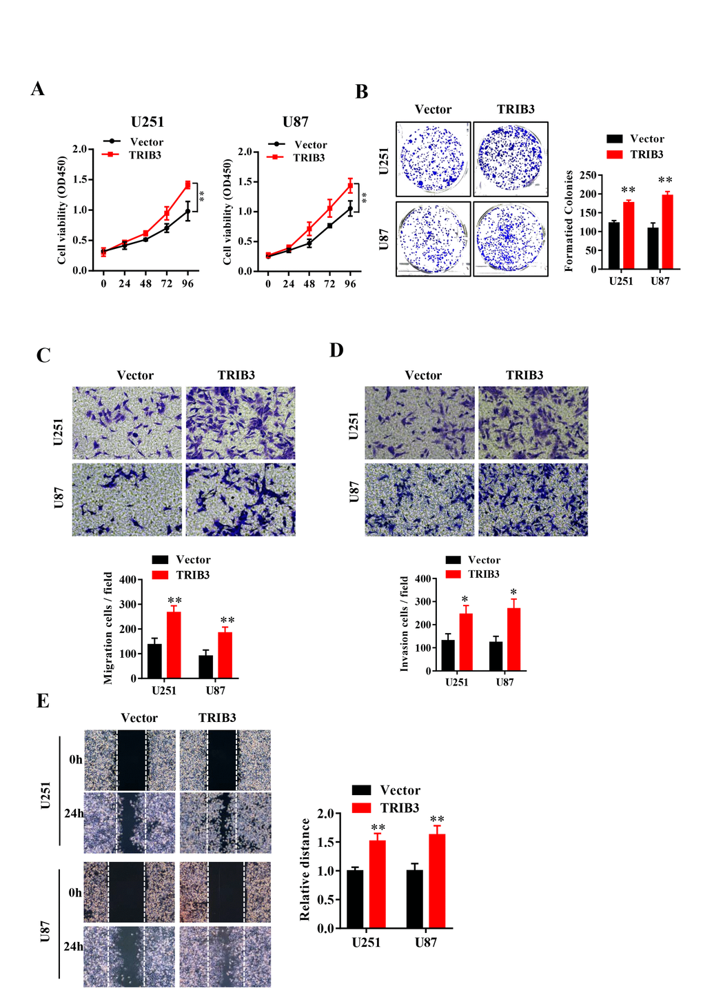 TRIB3 overexpression promotes the proliferation and migration of GBM cells. (A) The cell viability of U251 and U87 GBM cells was evaluated by CCK-8 assay. (B) Colony formation of U251 and U87 cells transfected with vector and TRIB3. (C, D) The cell migration and invasive ability of U251 and U87 cells were measured by Transwell assay. (E) The migration potential of U251 and U87 cells was evaluated by the wound healing test. *p