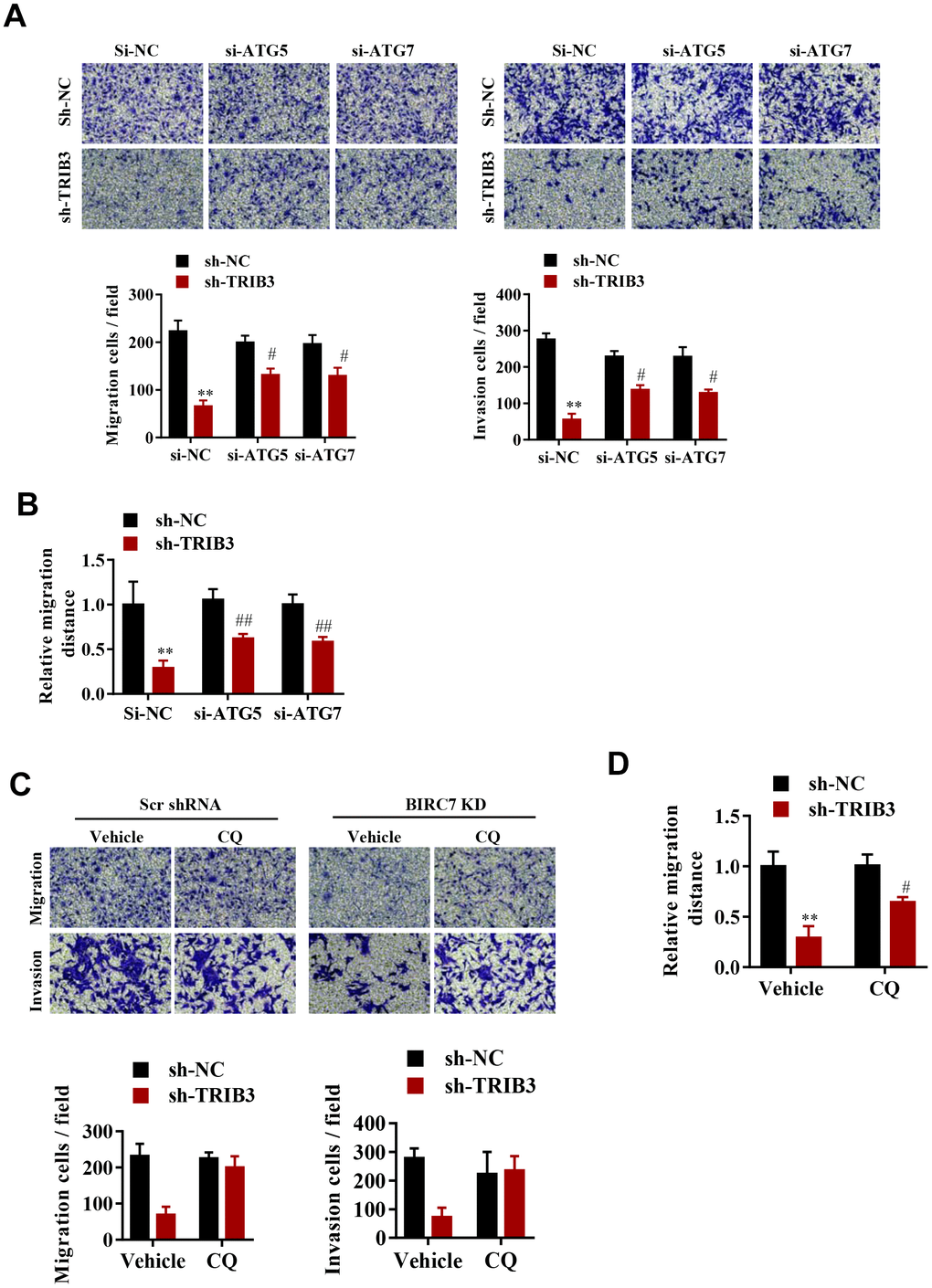 TRIB3-mediated suppression of autophagy promotes the proliferation and migration of GBM cells. (A, B) Migration ability (A) and invasion ability (B) were determined after the downregulation of TRIB3 coupled with downregulation of ATG5 or ATG7 in GBM cells using a migration assay and a Transwell assay. (C) Relative migration distance was determined in GBM cells using a migration assay. (D) Migration ability and invasion ability were determined after downregulation of TRIB3 and treatment with the autophagy inhibitor CQ or vehicle (DMSO) in GBM cells using a migration assay and a Transwell assay. E, Relative migration distance was determined in GBM cells using a migration assay. *p#p