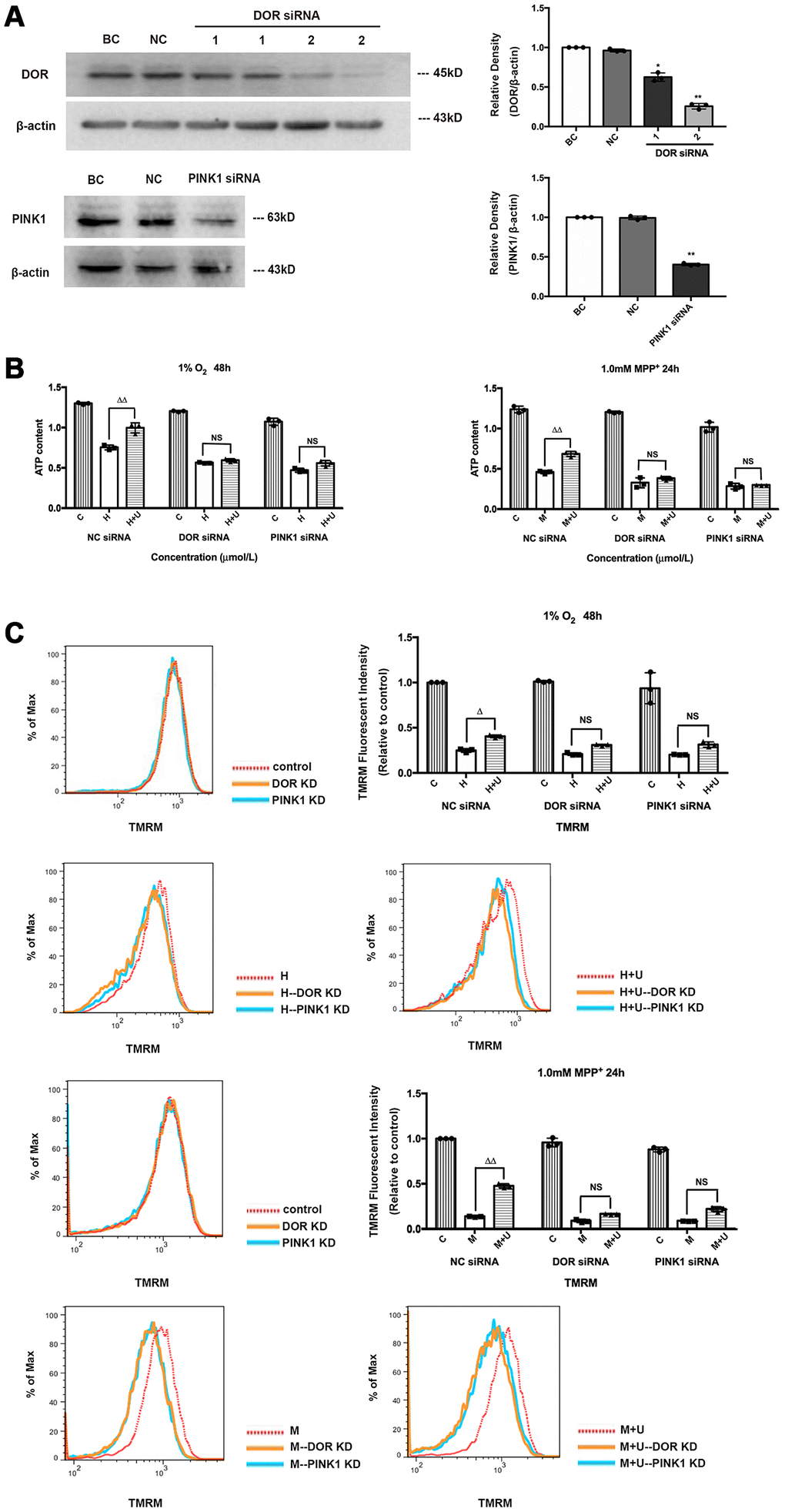 Beneficial effects of DOR activation on mitochondria under hypoxic and/or MPP+ insults were partially blocked by PINK1 knockdown or DOR knockdown. (A) BC: blank control. PC12 cells were merely transfected with lipofectamine 2000. NC: negative control. PC12 cells were transfected with negative control siRNA. DOR siRNA: PC12 cells were tranfected with two kinds of DOR siRNA 1 and 2. PINK1 siRNA: PC12 cells were transfected with PINK1 siRNA. N=3 for each group. *p**p vs. BC. Note that the expression intensity of DOR was significantly interfered by DOR siRNA 2, and PINK1 expression was significantly reduced by PINK1 siRNA transfection. (B) PC12 cells were exposed to 1% O2 for 48 hrs or 1.0mM MPP+ for 24 hrs. C: control. H: hypoxia. H+U: DOR was activated using UFP-512 in hypoxic conditions. M: MPP+. M+U: DOR was activated using UFP-512 and exposed to MPP+. N=3 in each group. ΔΔp+. Treat cells with DOR agonist failed to restore the capacity of mitochondria in ATP generation after cells were transfected with DOR siRNA or PINK1 siRNA. (C) PC12 cells were exposed to 1%O2 for 48 hrs or 1.0 mM MPP+ for 24 hrs, the mitochondrial membrane potential was measured using TMRM. N=3 in each group. NS: not significant; ΔpΔΔp+ insults.