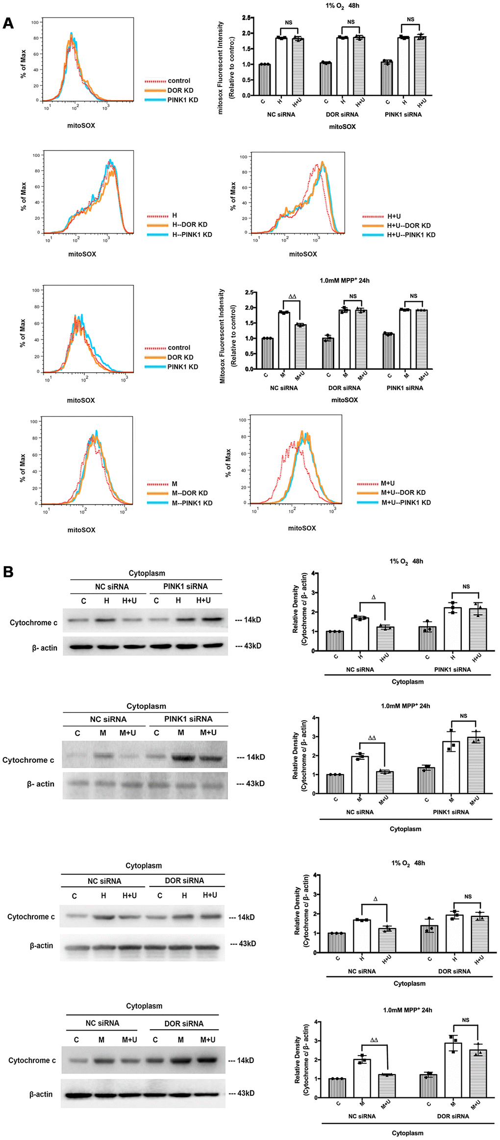 Knockdown of DOR or PINK1 interfered with DOR-mediated cytoprotection against hypoxia and/or MPP+. (A) The PC12 cells transfected with DOR siRNA or PINK1 siRNA together with the cells transfected with NC siRNA were exposed to hypoxia at 1% O2 for 48 hrs or 1.0mM MPP+ for 24 hrs, and then the superoxide fluorescence was detected using MitoSOX Red Mitochondrial Superoxide Indicator. C: control. H: hypoxia. H+U: DOR activation with UFP-512 in hypoxic condition. M: MPP+. M+U: DOR was activated using UFP-512 and then exposed to MPP+. N=3 in each group. NS: not significant; ΔΔp+ conditions. (B) PC12 cells transfected with DOR siRNA or PINK1 siRNA together with the control were exposed to hypoxia at 1% O2 for 48 hrs or 1.0mM MPP+ for 24 hrs, cytochrome c in the cytosol were extracted and measured using Western blot. N=3 in each group. NS: not significant; ΔpΔΔp+ insults. The effects of DOR activation on cytochrome c were largely deprived by PINK1 knockdown or DOR knockdown.