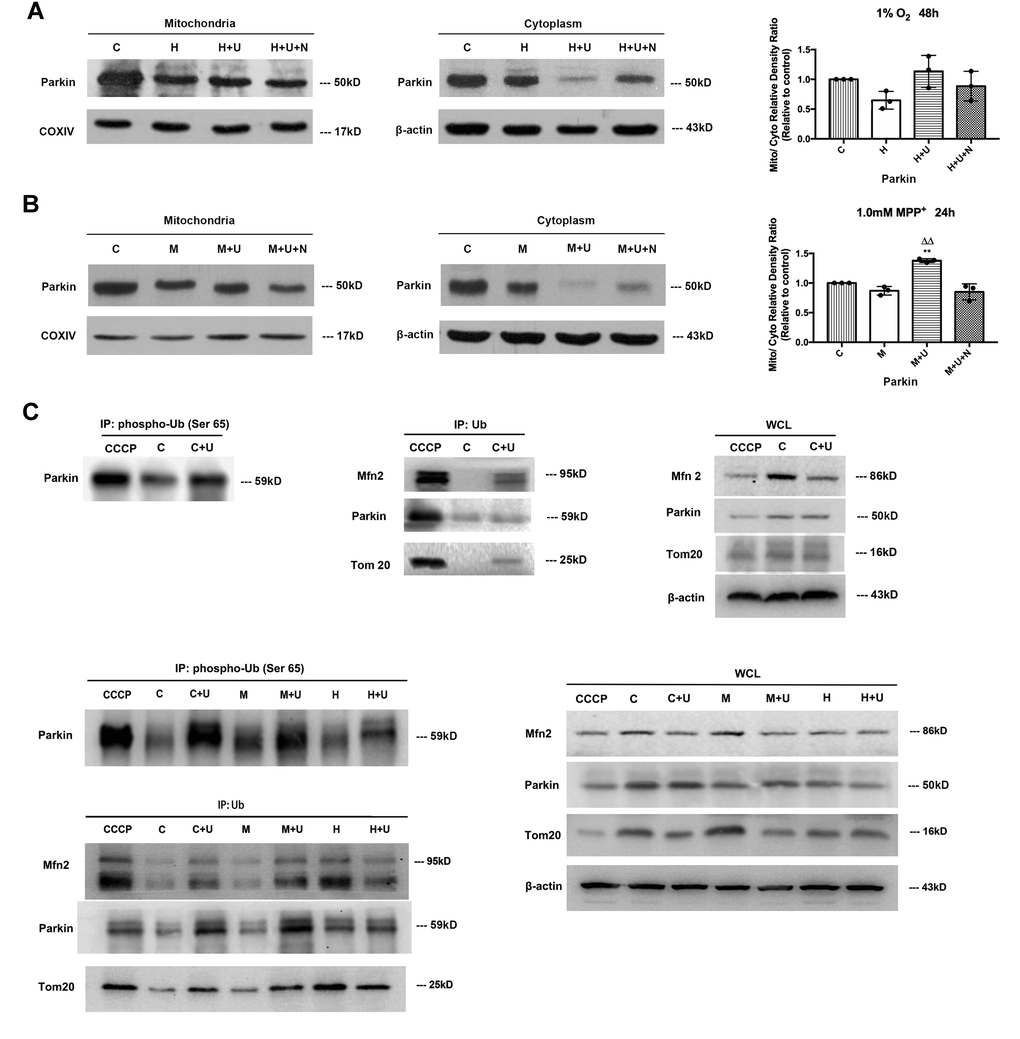 DOR activation promoted Parkin’s translocation from cytoplasm to mitochondria and its phosphorylation at Ser65 UBL domain and increased OMM ubiquitination for mitophagy. (A) PC12 cells were exposed to hypoxia at 1% O2 for 48 hrs, the protein extracted from mitochondria and cytosols were analyzed by Western blot respectively. C: normoxic control. H: hypoxia. H+U: DOR was activated using UFP-512 in hypoxic conditions. H+ U+N: PC12 cells were treated with UFP-512 plus naltrindole at the same time in hypoxic conditions. N=3 for each group. Note that hypoxia at 1% O2 for 48 hrs led to a significant decrease in Parkin expression both in the mitochondria and cytosol. Activating DOR using UFP-512 caused a modest increase in the ratio of mitochondria/plasma Parkin density, appearing as a sharp decrease of Parkin in the cytoplasm and an inappreciable increase of Parkin in the mitochondria. (B) PC12 cells were exposed to 1.0mM MPP+ for 24 hrs. The Parkin expressed both in mitochondria and cytosols were measured using Western blot. C: control. M: MPP+. M+U: DOR was activated using UFP-512 and exposed to MPP+. M+U+N: PC12 cells were treated with UFP-512 plus naltrindole and exposed to MPP+. N=3 in each group. **pΔΔp+ insults. (C) The PC12 cells were treated with CCCP or exposed to hypoxia at 1% O2 for 48 hrs or 1.0 mM MPP+ for 24 hrs and the control group were established. The proteins were immunoprecipitated with anti-Ub antibody or anti-phospho-Ub (Ser65) antibody. Immunoprecipitants (IPs) and whole cell lysates (WCLs) were analyzed for Parkin, Mfn2 and Tom20. CCCP: positive control. PC12 cells were treated with 10 μM CCCP for 24 hrs. C: control. C+U: the cells were treated with UFP-512. H: hypoxia. H+U: DOR activation with UFP-512 in hypoxic condition. M: MPP+. M+ U: DOR was activated using UFP-512 and then exposed to MPP+. Note that the administration of UFP-512 promoted the phosphorylation of Parkin at its Ser65 UBL domain, and increased the ubiquitination of Mfn2 and Tom20 both under normal conditions and MPP+ insults. Hypoxia induced a remarkable degradation in Mfn2 and Tom20 expression with an increase in the ubiquitination of these two proteins. UFP-512 did not appreciably alter the hypoxia-mediated effects.