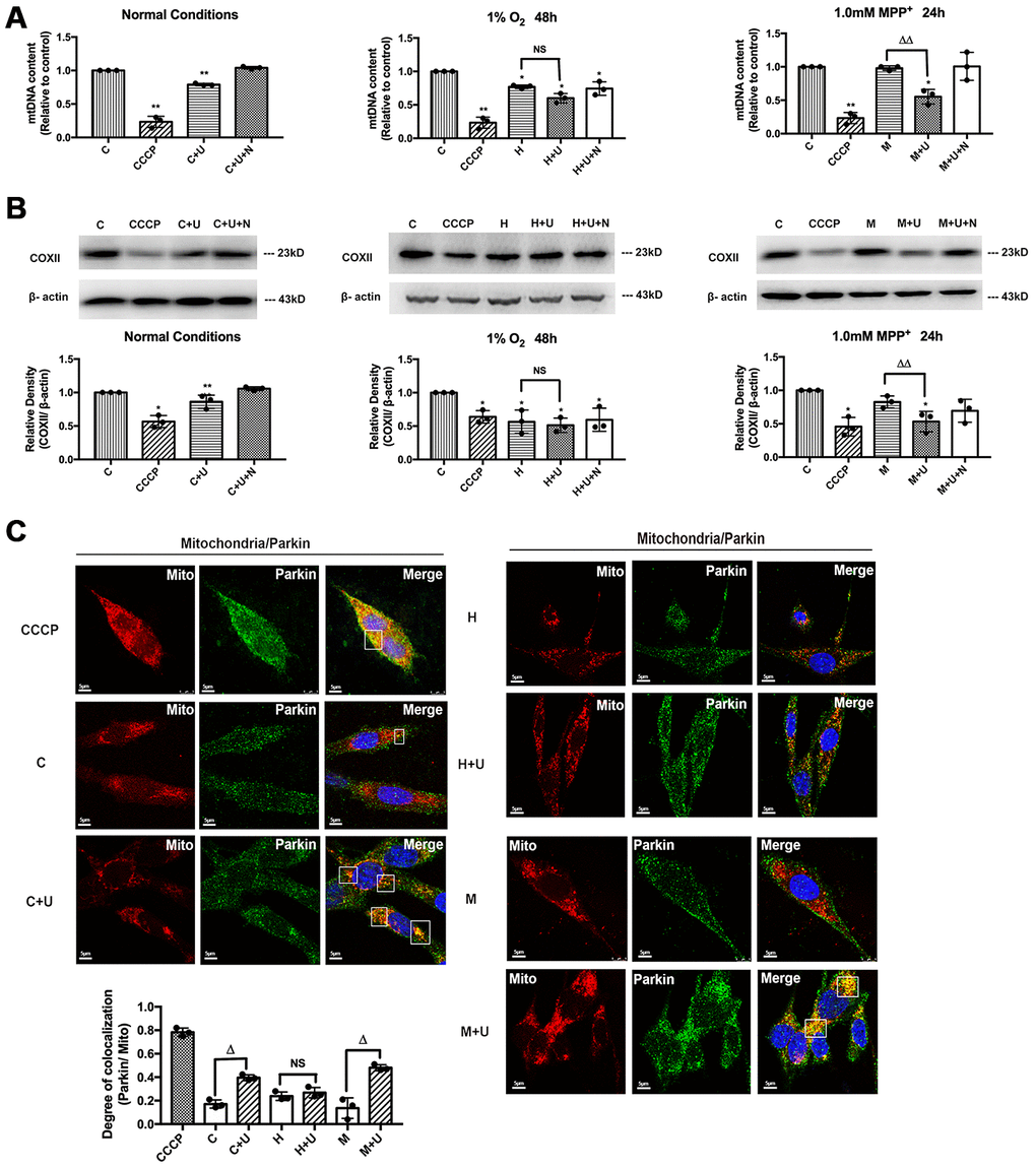 DOR activation enhanced mitophagy under normoxic and MPP+ conditions, but not in hypoxia. C: control. CCCP: PC12 cells were treated with 10 μM CCCP for 24 hrs. C+U: cells were treated with DOR agonist UFP-512 in normal conditions. C+U+N: cells were treated with DOR agonist UFP-512 plus DOR antagonist naltrindole under normal conditions. H: hypoxia. H+U: DOR was activated using UFP-512 in hypoxic conditions. H+U+N: DOR was treated with UFP-512 plus naltrindole at the same time in hypoxic conditions. M: MPP+. M+U: DOR was activated using UFP-512 and exposed to MPP+. M+U+N: PC12 cells were treated with UFP-512 plus naltrindole and exposed to MPP+. (A) Quantification of mtDNA was carried out using qPCR under normoxic, hypoxic and MPP+ conditions. N=3 for each group. NS: not significant, *p, **p vs. control. ΔΔp vs. M. Note that exposure to CCCP or hypoxia induced significant reduction of mtDNA content in PC12 cell line. The administration of DOR agonist UFP-512 remarkably decreased the mtDNA relative content in the conditions of normoxic and MPP+, whereas no appreciable change was observed under hypoxic conditions. (B) N=3 for each group. NS: not significant, *p, **p vs. control. ΔΔp vs. M. Mitophagy was analyzed by measuring the degradation of COXII. Note that CCCP or hypoxic exposure significantly decreased COXII expression. DOR activation by UFP-512 promoted the degradation of COXII under normoxic and MPP+ conditions, whereas showed a minimum effect under hypoxia. (C) N=3 for each group. NS: not significant. Δp vs. C or H or M. PC12 cells fluorescent imaging and quantification of co-localization of Parkin/mitochondria were performed in PC12 cell line. Note that exposure to CCCP caused a remarkable increase in co-localization of GRP-Parkin and RFP-mitochondria. The administration of UFP-512 significantly increased the overlap of Parkin/mitochondria under normorxia and MPP+, while showed a minimum effect under hypoxia.