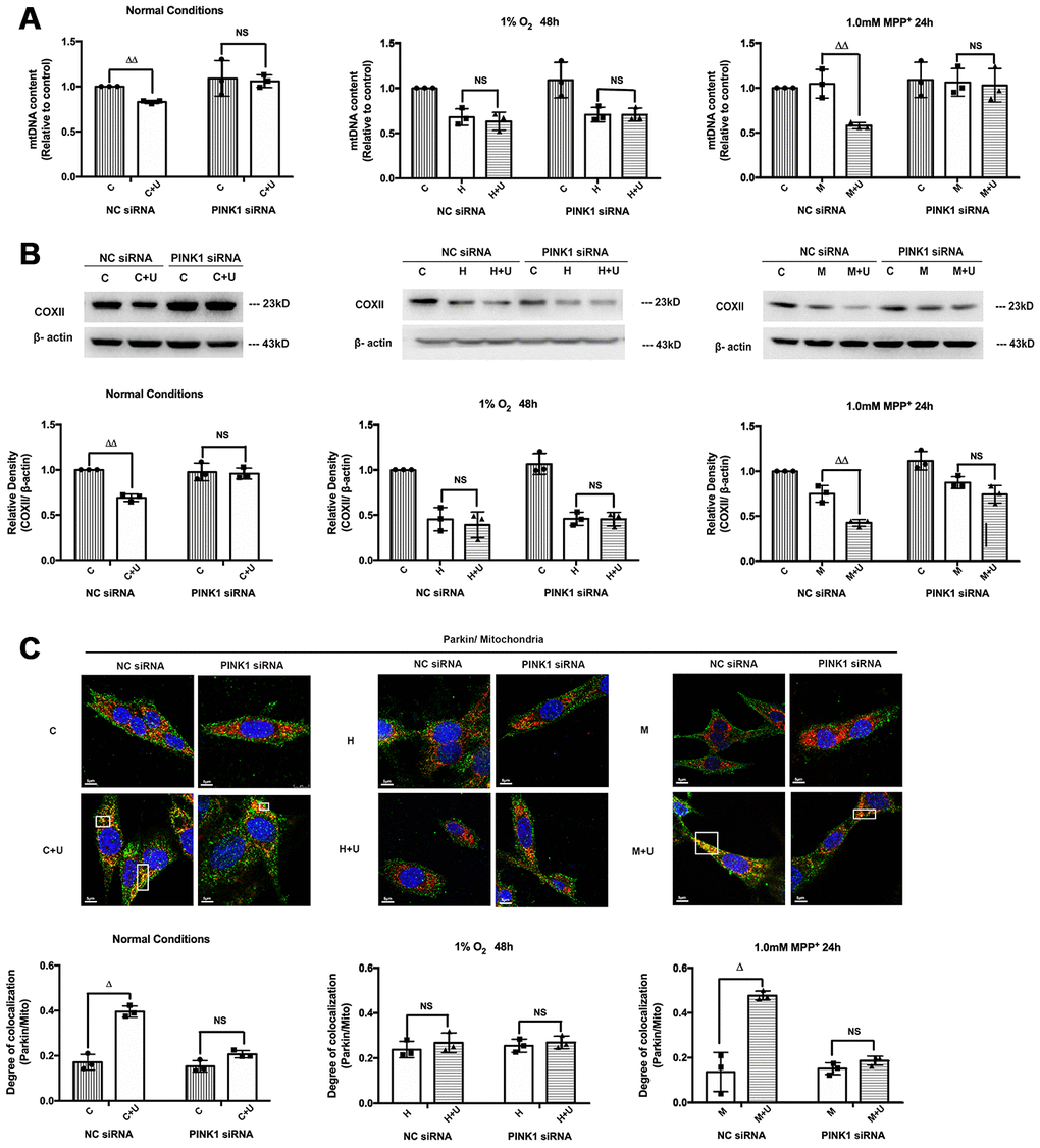 DOR activation promoted mitophagy under normal conditions and MPP+ insults in a PINK1-dependent manner. C: control. C+U: cells were treated with DOR agonist UFP-512 in normal conditions. H: hypoxia. H + U: DOR was activated using UFP-512 in hypoxic conditions. M: MPP+. M + U: DOR was activated using UFP-512 and exposed to MPP+. (A) PC12 cells transfected with PINK1 siRNA were exposed to hypoxia at 1% O2 for 48 hrs or 1.0mM MPP+ for 24 hrs, and then the mtDNA content were measured using qPCR. N=3 in each group. NS: not significant, ΔΔp vs. C or M within the same group. Note that DOR activation induced down-regulation of mtDNA content was significantly attenuated by PINK1 knockdown both under normoxic and/or MPP+ conditions. The application of DOR agonist UFP-512 showed an unappreciable effect on mtDNA content after cells were transfected with PINK1 siRNA under hypoxic condition. (B) COXII degradation was evaluated before and after PINK1 knockdown. N=3 in each group. NS: not significant. p vs. C or M within the same group. Note that the administration of DOR agonist UFP-512 down-regulated COXII expression under normoxia and MPP+, whereas PINK1 knockdown interfered with DOR mediated COXII degradation. (C) N=3 in each group. NS: not significant, Δp vs. C or M within the same group. PC12 cells were transfected with negative control siRNA or PINK1 siRNA. Fluorescent imaging and quantification of co-localization of Parkin/mitochondria were performed in PC12 cell line. Note that PINK1 knockdown seriously interfered with the co-localization of GRP-Parkin and RFP-mitochondria induced by DOR activation under normal and MPP+ conditions. The overlapping of Parkin/mitochondria showed no appreciable difference between the cells transfected with NC siRNA and the cells transfected with PINK1 siRNA under hypoxic condition.