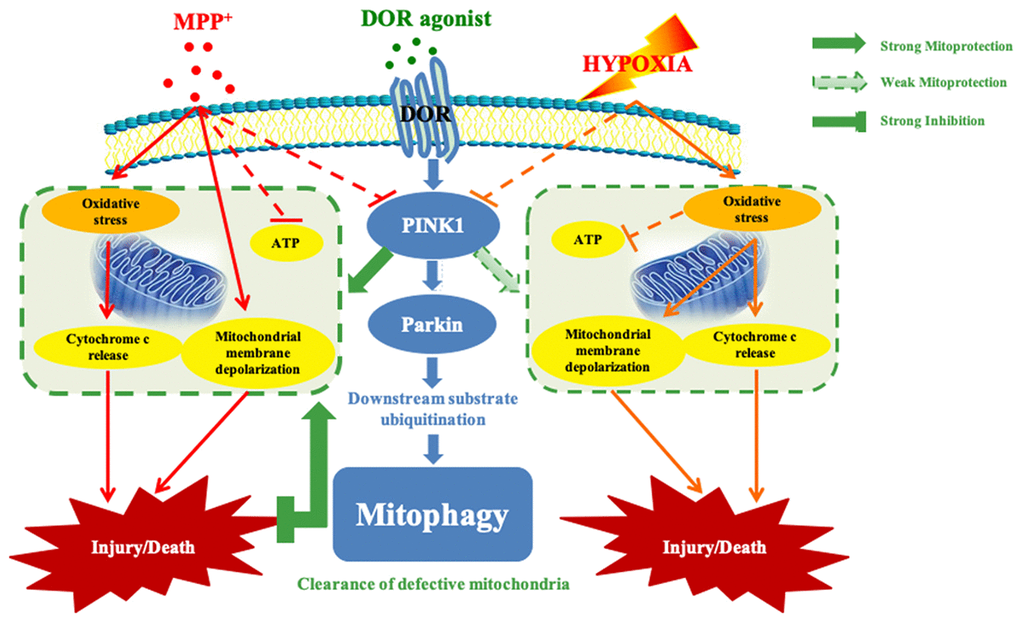 Schematic mechanisms underlying DOR mediated protection against mitochondrial injury under hypoxic and/or MPP+ insults. Solid green arrow: strong mitoprotection. Dotted green arrow: weak mitoprotection. Green flat arrow: strong inhibition. Note that although DOR activation up-regulated PINK1 in both conditions of MPP+ and hypoxia, DOR exhibited a more powerful mitoprotective capacity against MPP+ insults through stabilizing mitochondrial potential, restoring mitochondrial function, and inhibiting anti-cytochrome c release from mitochondria to cytosol. Moreover, DOR activation differentially regulated ROS under MPP+ vs. hypoxia, and it also specifically promoted the recruitment of Parkin in the mitochondria, thus enhanced the mitophagy in a PINK1-Parkin dependent manner in MPP+ conditions but not in hypoxia.