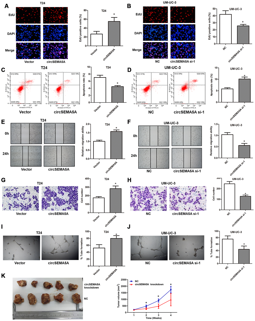 CircSEMA5A accelerates the oncogenic process of BC cells. (A–J) T24 cells were transfected with circSEMA5A overexpression plasmids and UM-UC-3 cells were transfected with circSEMA5A siRNAs. (A and B) Cell proliferation was measured by EdU assays; (C and D) cell apoptosis was detected by flow cytometry; (E and F) cell migration was assessed using wound-healing assays; (G and H) cell invasion was evaluated by transwell assays; (I and J) angiogenesis capability was assessed by tube formation assay. (K) Xenograft assay assessing the effect of circSEMA5A knockdown on tumor growth in vivo. Data are presented as mean ± SD. *P 