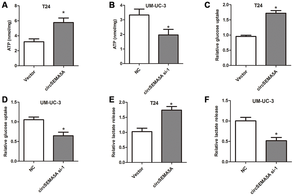 CircSEMA5A promotes glycolysis of BC cells. (A–B) T24 cells were transfected with circSEMA5A overexpression plasmids and UM-UC-3 cells were transfected with circSEMA5A siRNAs. The level of ATP (A and B), relative glucose uptake (C and D) and lactate production (E and F) were subsequently measured. Data are presented as mean ± SD. *P 