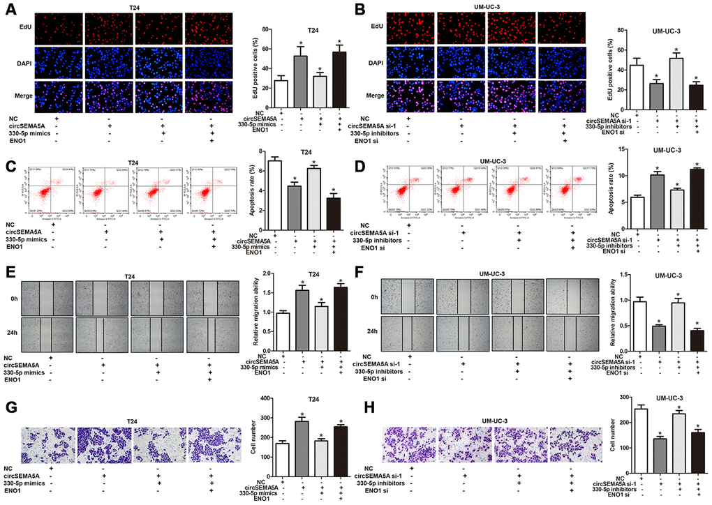 CircSEMA5A facilitates the oncogenic process of BC cells via miR-330-5p/ENO1. (A–H) T24 cells were transfected with circSEMA5A overexpression plasmids, miR-330-5p mimics and ENO1 overexpression plasmids; UM-UC-3 cells were transfected with circSEMA5A siRNAs, miR-330-5p inhibitors and ENO1 siRNAs. (A and B) Cell proliferation was measured by EdU assays; (C and D) cell apoptosis was detected by flow cytometry; (E and F) cell migration was assessed using wound-healing assays; (G and H) cell invasion was evaluated transwell assays. Data are presented as mean ± SD. *P 