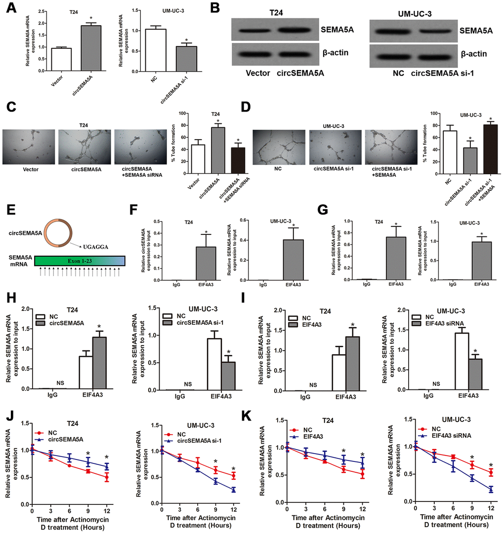 CircSEMA5A accelerates BC angiogenesis through upregulating SEMA5A. (A and B) qRT-PCR and western blot assays detecting SEMA5A expressions after T24 cells were transfected with circSEMA5A overexpression plasmids and UM-UC-3 cells were transfected with circSEMA5A siRNAs. (C and D) Angiogenesis capability was assessed by tube formation assay after T24 cells were transfected with circSEMA5A overexpression plasmids together with SEMA5A siRNAs and UM-UC-3 cells were transfected with circSEMA5A siRNAs together with SEMA5A overexpression plasmids. (E) Binding motif of EIF4A3 in circSEMA5A and SEMA5A mRNA. (F and G) RIP validated the interactions of EIF4A3 with circSEMA5A and SEMA5A mRNA. (H and I) Cells were transfected with circSEMA5A or EIF4A3 overexpression plasmids or siRNAs, the enrichments of SEMA5A mRNA in anti-EIF4A3 precipitates were analyzed by qRT-PCR and compared with NC group. (J and K) The influence of circSEMA5A or EIF4A3 on the stability of SEMA5A mRNA was assessed by RNA stability analysis. Data are presented as mean ± SD. NS, no significance; *P 