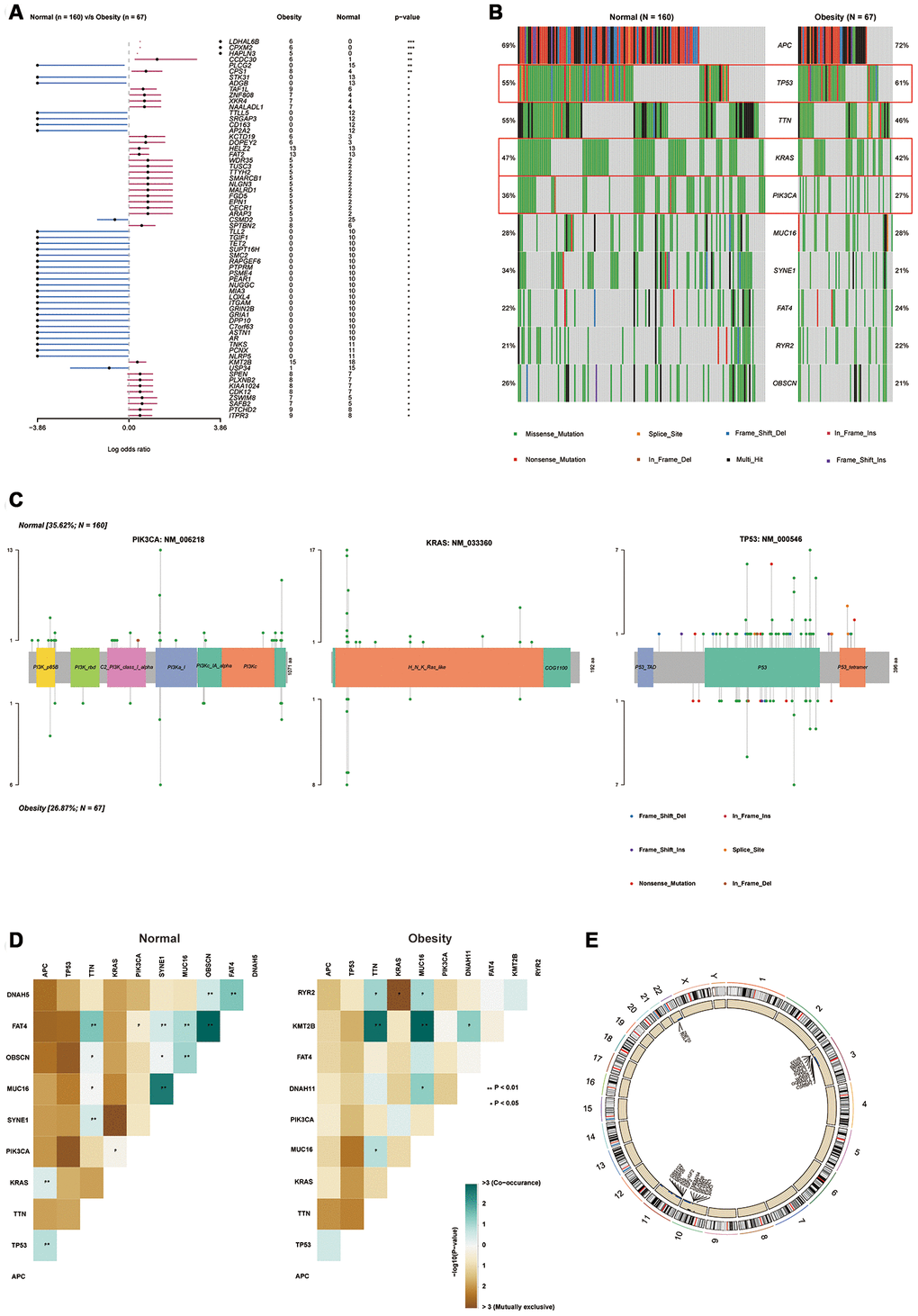 Obesity was associated with the alteration of gene mutations. (A) Forest plot for different mutations frequency compared between normal and obesity groups, analyzed by Chi-square test. (B) Top 10 mutations in normal and obesity groups. (C) “Lollipop” graph for specific mutation frequency, types and sites in PIK3CA, KRAS and TP53 (p53) protein domain. Mutation sites were shown on the x-axis, and the frequency of a particular mutation was represented by the height (y-axis). (D) Interaction of each top 10 mutation in normal and obesity group analyzed by Fisher exact test. (E) The distribution of copy number variation (CNV) in normal and obesity groups analyzed by Chi-square test. (*p**p***p