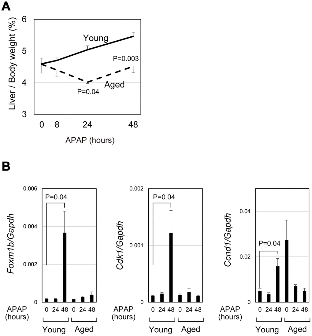 qPCR analysis demonstrated impaired induction of cell-cycle-related genes. (A) Impaired gain of liver weight in aged mice after APAP injury. Liver/body weight gradually increased in young mice after APAP administration, whereas it is once decreased at 24 hours after the injury and then recovered to the original ratio at 48 hours in aged mice. The difference of liver/body weight between young and aged mice is statistically significant at 24 and 48 hours. The graph shows average values with SEMs. (B) Expression analysis for genes involved in cell cycle progression. Foxm1b, Cdk1, and Ccnd1 are upregulated at 48 hours after APAP injury in young livers but not in aged ones. The graph shows average values with SEMs.