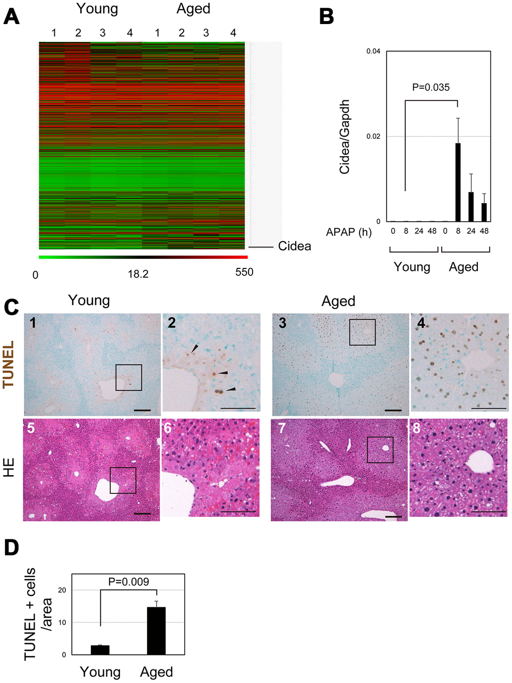 Apoptosis is promoted in aged liver. (A) Global gene expression profiles of young and aged livers at 8 hours after APAP injury. Cidea is listed as the most upregulated gene in aged livers 8 hours after APAP administration. Gene expression profiles were analyzed using microarray analysis. (B) Cidea is induced in aged liver tissue after APAP injury. Quantitative PCR analysis demonstrates that Cidea is significantly upregulated at 8 hours after APAP injury, specifically in aged livers. The graph shows average values with SEMs. (C) TUNEL staining of young and aged livers at 8 hours after APAP injury. APAP induces hepatocyte necrosis around the CV, and dead hepatocytes are mostly de-nucleated in young mice at 8 hours. In addition, a small number of TUNEL+ hepatocytes exist in the necrotic area. By contrast, hepatocytes around CV still possess their nuclei (panels 7 and 8), and they are mostly TUNEL+ (panels 3 and 4) in aged mice. Bars in panels 1, 3, 5, and 7, and panels 2, 4, 6, and 8 represent 50 and 100 μm, respectively. (D) Increase of TUNEL+ hepatocytes in aged livers. TUNEL+ hepatocytes within the distance of 100 μm from the CV is more in aged livers than those in young ones.