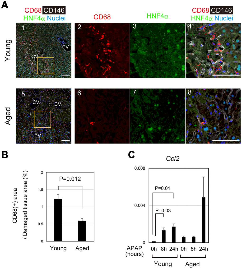 Impaired recruitment of macrophages in aged mice after APAP injury. (A) Macrophages accumulate toward the damaged area in young mice after APAP injury. CD68+ macrophages are abundant in damaged liver tissue around the CV at 24 hours in young mice (panels 1–4). Contrastingly, CD68+ macrophages in the damaged area of aged liver are minimal (panels 5–8). Scale bars in panels represent 100 μm. (B) Impaired recruitment of macrophages to damaged liver tissue in aged mice. CD68+ macrophages in the damaged tissue are significantly less in aged livers compared to those in young ones. Liver tissue consisting of HNF4α- hepatocytes was damaged by APAP administration. The recruitment of macrophages was estimated from the ratio of the CD68+ area in the HNF4α- tissue at 24 hours after APAP administration. Two areas were quantified on Image J. The graph shows average values with SEMs. (C) Induction of Ccl2 expression. Ccl2, chemokine-attracting macrophages, is upregulated in young mice at 8 and 24 hours after APAP administration with statistical significance. Conversely, it is not significantly induced in aged mice. The graph shows average values with SEMs.