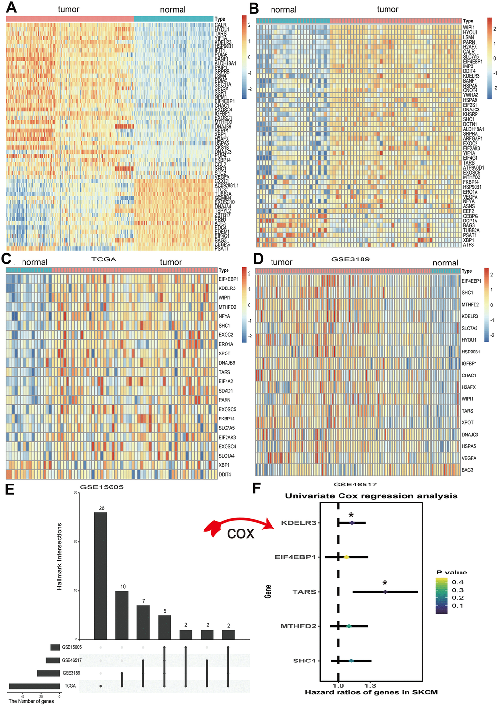 Differential expression of unfolded protein response related genes (UPRRGs) in cutaneous melanoma tissue samples. (A) Heatmap of the differentially expressed UPRRGs in TCGA dataset. (B) Heatmap of the differentially expressed UPRRGs in GSE3189 dataset. (C) Heatmap of the differentially expressed UPRRGs in GSE15605 dataset. (D) Heatmap of the differentially expressed UPRRGs in GSE46516 dataset. (E) Upset plot of differentially expressed UPRRGs in multiple datasets. The dark bar on the left of drawing represents the amount of each dataset. The dark dots in the matrix at right of drawing represent the intersections of differentially expressed UPRRGs. (F) Forest plots of 5 differentially expressed UPRRGs, among which only TARS and KEDLR3 significantly correlated with OS (Overall survival) in TCGA dataset. *p