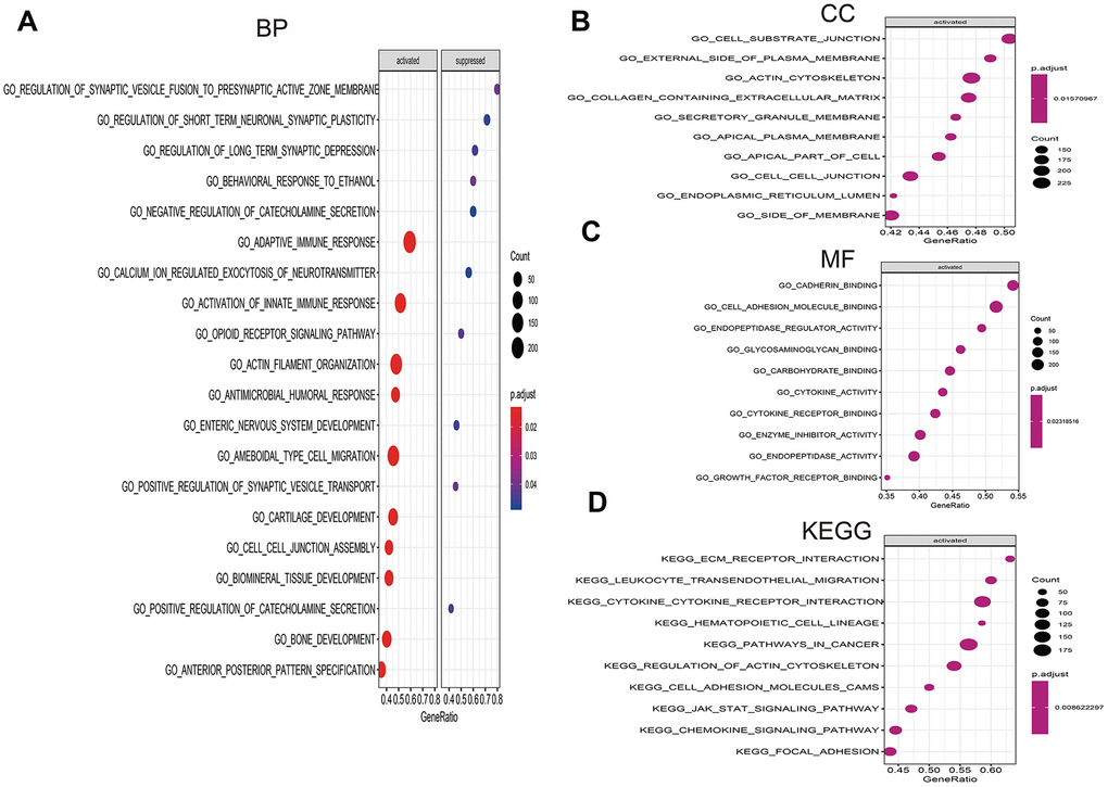 Gene set enrichment analysis (GSEA) of high- vs. low-risk scores groups in TCGA. (A) The top 10 activated pathways in biology process (BP). (B) The top 10 activated pathways in cellular component (CC). (C) The top 10 activated pathways in molecular function (MF). (D) The top 10 activated pathways in Kyoto Encyclopedia of Genes and Genomes (KEGG).