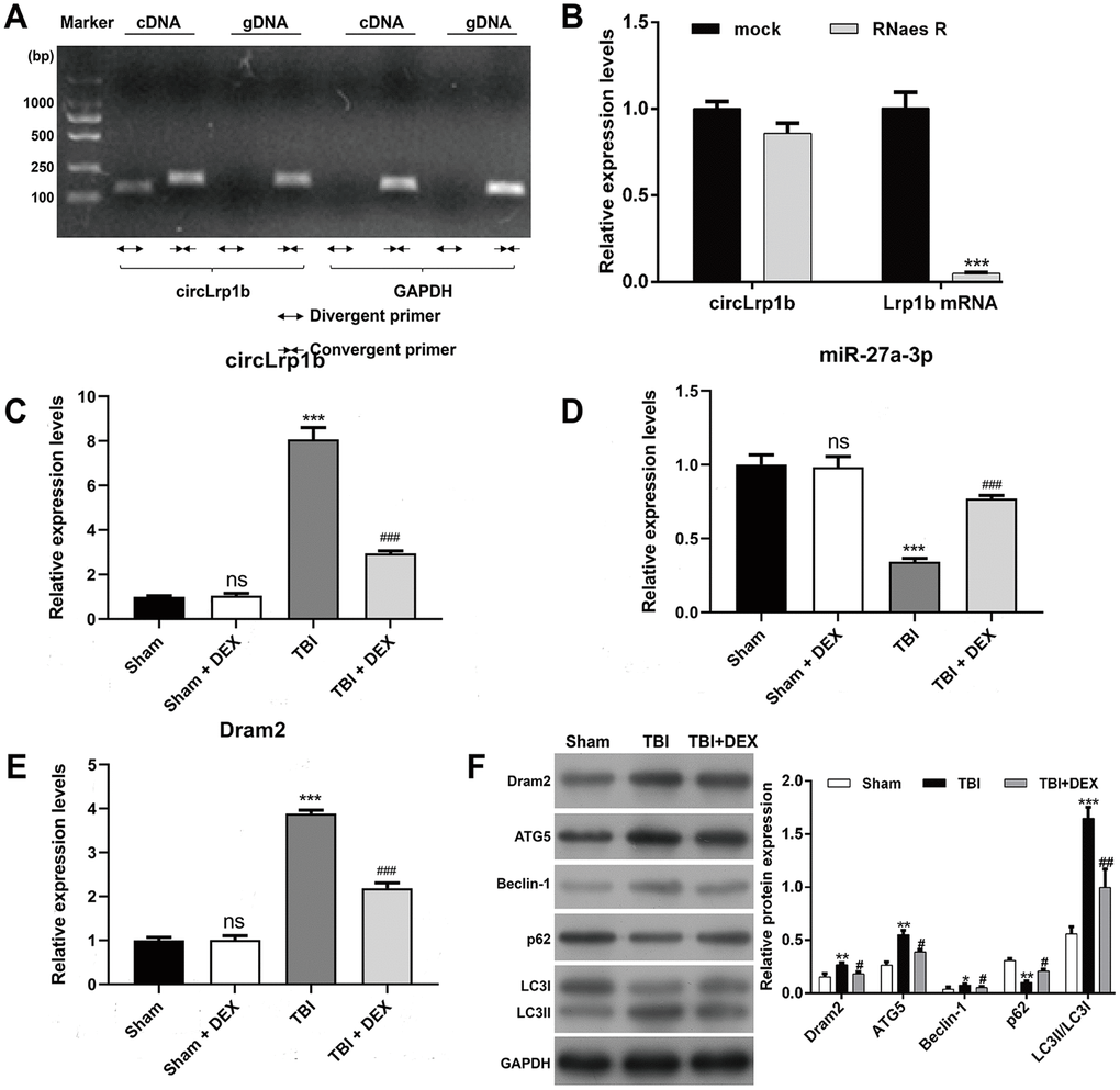 Expression levels of circLrp1b, miR-27a-3p, Dram2, and autophagy-associated molecules in traumatic brain injury rats treated with dexmedetomidine. (A) circLrp1b in traumatic brain injury (TBI) brain tissues. Divergent primers detect circular RNAs in cDNA, but not in gDNA. GAPDH served as a negative control. (B) Abundance of circLrp1b and Lrp1b mRNA, as determined using quantitative real-time reverse transcriptase polymerase chain reaction (qRT-PCR), in injured brain tissues treated with or without RNase R; cDNA, complementary DNA; gDNA, genomic DNA. ***p C), miR-27a-3p, (D) and Dram2 (E) in Sham, Sham + DEX, TBI, and TBI + DEX groups, as determined using qRT-PCR. Each experiment was repeated 6 times. **p p p p p F) Expressions of the Dram2, ATG5, Beclin-1, p62, and LC3 I/II proteins, as measured by western blot.