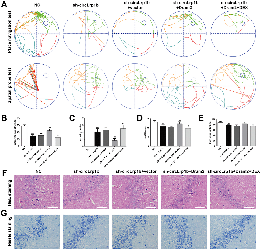 Restoration of Dram2 abolishes the effects of circLrp1b knockdown in traumatic brain injury-induced neurological outcome. Rats were administered intracerebroventricular injection of lentivirus vectors of sh-circLrp1b and Dram2 before traumatic brain injury induction, followed by intraperitoneal injection of 20 μg/kg dexmedetomidine (DEX). (A) Representative track plots of animal paths in the place navigation task and spatial probe task of the Morris water maze test in rats from different groups. (B, C) Quantification of the latency time and the number of crossing were recorded. (D) Analysis of the modified Neurological Severity Score (mNSS). (E) Calculation of the brain water content was calculated as described in the Materials and Methods section. Each experiment was repeated 6 times. **p p p p p p F) and Nissl-stained (G) hippocampal sections obtained from the experimental groups. Scale bar: 50 μm.