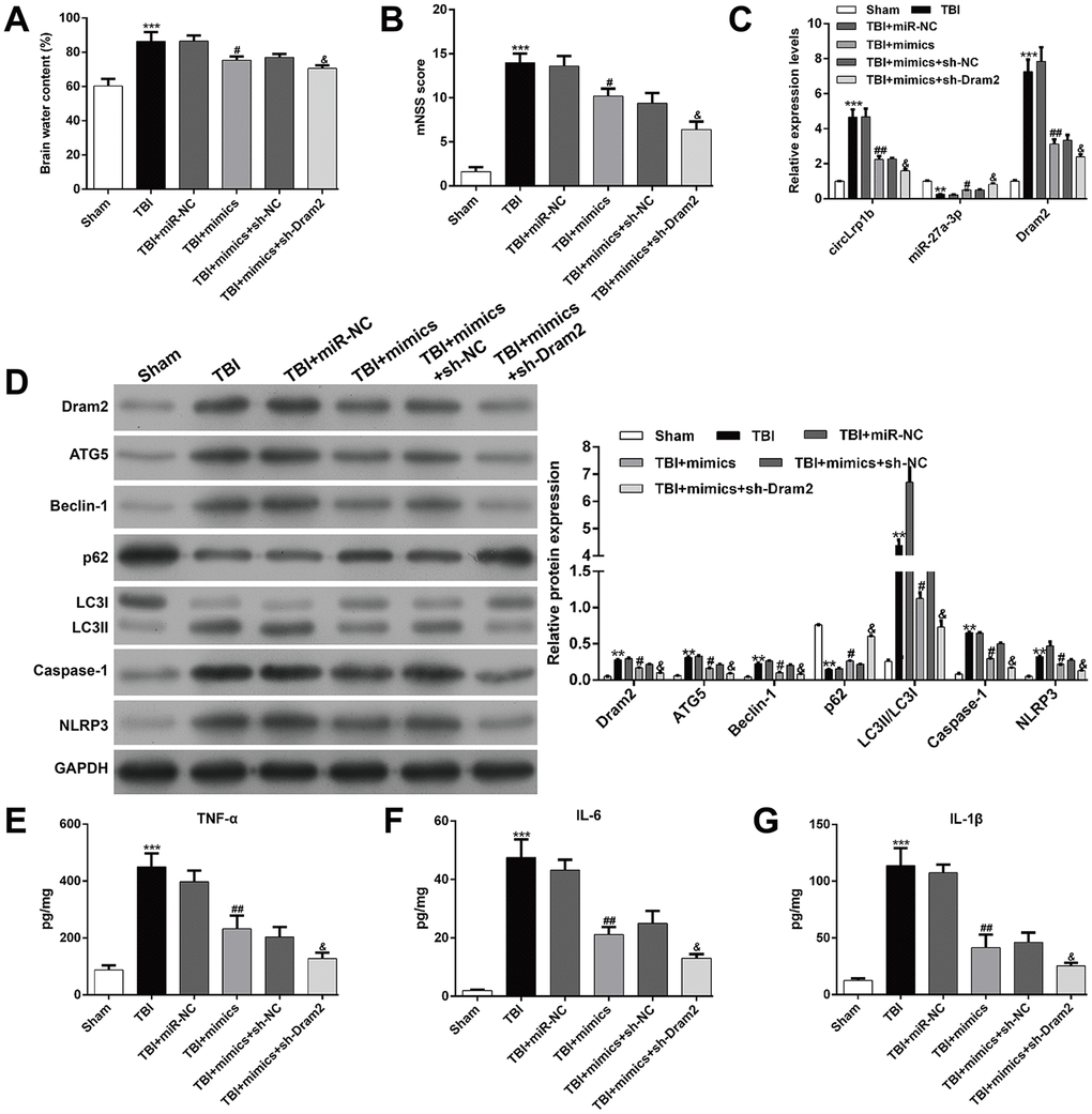 Knockdown of Dram2 enhances the suppressive effects of miR-27a-3p in traumatic brain injury-induced neurological outcome, autophagy, and inflammation. Rats were administered intracerebroventricular injection of lentivirus vectors of miR-27a-3p mimics and sh-Dram2 before traumatic brain injury (TBI) induction. (A) Calculation of the brain water content, as described in the Materials and Methods section. (B) Analysis of the modified Neurological Severity Score (mNSS). (C) Expression levels of circLrp1b, miR-27a-3p, and Dram2, as determined by real-time quantitative reverse transcriptase polymerase chain reaction. (D) Expression levels of Dram2, ATG5, Beclin-1, p62, LC3 I/II, caspase-1, and NLRP3 proteins, as measured using western blot. Quantitative analysis of enzyme-linked immunosorbent assay (ELISA) detection of TNF-α (E), IL-6 (F), and IL-1β (G) production in the hippocampal tissues. Each experiment was repeated 6 times. **p p p p p 