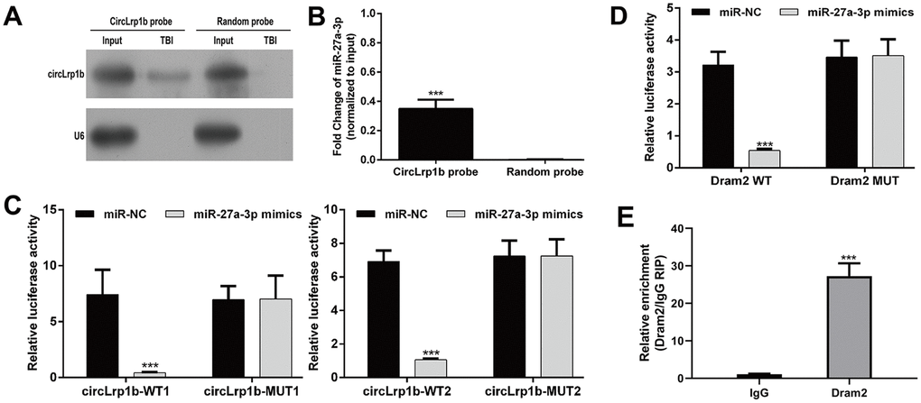CircLrp1b acts as a sponge for miR-27a-3p, and Dram2 is a direct target of miR-27a-3p. (A) Endogenous circLrp1b expression in brain tissues derived from traumatic brain injury (TBI) rats, validated by northern blot. (B) Quantification of northern blot; ***p C) Luciferase reporter assays demonstrating miR-27a-3p as a direct target of circLrp1b. (D) Luciferase reporter assays demonstrating Dram2 as a direct target of miR-27a-3p. (E) RNA-binding protein immunoprecipitation (RIP) assay revealing the interaction of miR-27a-3p and Dram2. Each experiment was repeated 6 times. ***p 