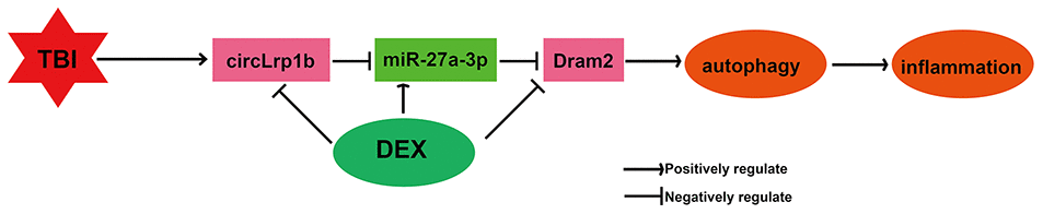 Illustration of a hypothetical model. Dexmedetomidine inhibits traumatic brain injury-induced inflammatory response and autophagy in vivo through inactivation of the circLrp1b/miR-27a-3p/Dram2 signaling pathway.