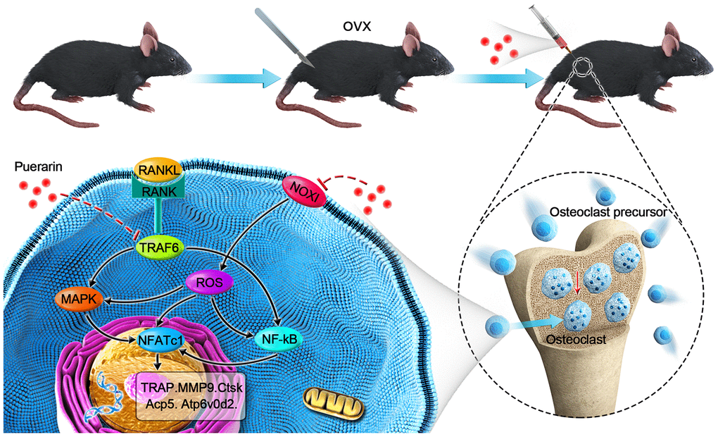 Schematic representation of the mechanism by which puerarin inhibits in vivo and in vitro osteoclastogenesis. RANKL induces osteoclastogenesis by binding to its receptor, RANK, thereby inducing ROS and activating the NF-κB and MAPK pathways and increased NFATc1 expression. Subsequently, the expression of osteoclast-specific genes, Ctsk, Acp5, Atp6v0d2, and Mmp9 are upregulated. Our results show that puerarin inhibits osteoclastogenesis by inhibiting intracellular ROS levels by inhibiting NOX1 and enhancing antioxidant enzymes like HO-1, subsequently inhibits the activation of the MAPK and NF-κB signaling pathways.