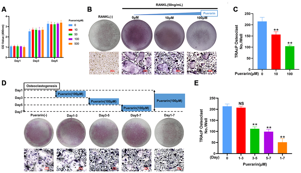 Puerarin inhibits in vitro osteoclastogenesis. (A) CCK-8 assay results show the viability of BMMs treated with 0, 10, 50, 100 and 500 μM puerarin (n=5 per group). (B–C) TRAcP assay analysis shows the numbers of TRAcP-positive cells (>3 nuclei) in BMMs treated with 50 ng/mL M-CSF, 50 ng/mL RANKL, and 0, 10, or 100 μM puerarin. Note: n=3 per group; **P 0.01 vs. the control group. (D, E) TRAcP assay analysis shows the numbers of TRAcP-positive cells in BMMs stimulated with 50 ng/mL M-CSF, 50 ng/mL RANKL and 100 μM puerarin for the indicated days during osteoclastogenesis, Note: n=3 per group, NS: Not statistically significant, **P 0.01 vs. the control group (without puerarin treatment).