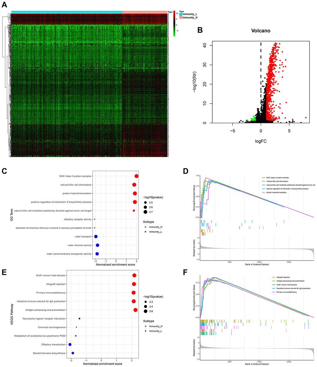 HCC subtype-specific gene expression profiles. (A, B) Heatmap and volcano plot of differentially expressed genes between Immunity