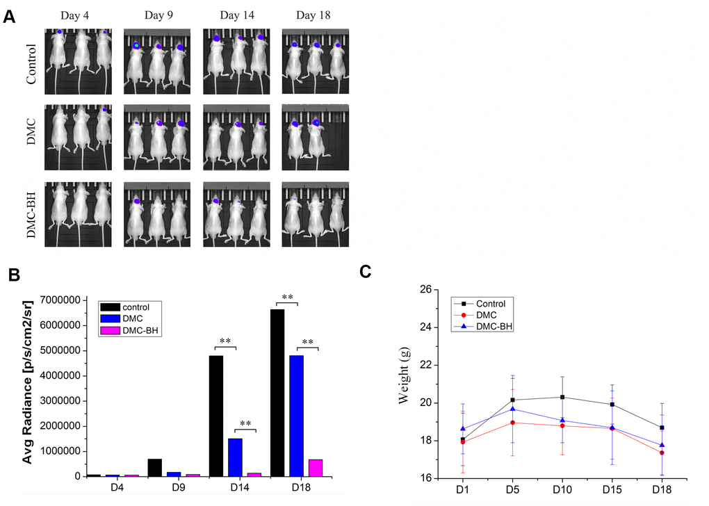 The effects of DMC-BH and DMC on tumor growth in orthotopic glioblastoma xenograft models. (A) U87-Luc xenograft tumor-bearing nude mice were treated with 20 mg/kg DMC-BH, 20 mg/kg DMC or isometric saline for 18 days. The growth of orthotopic glioblastoma xenografts was monitored by BLI. (B) The sizes of orthotopic glioblastoma xenografts were measured using an IVIS spectrum image system. (C) The body weight of animals was measured after DMC-BH, DMC or isometric saline treatment.