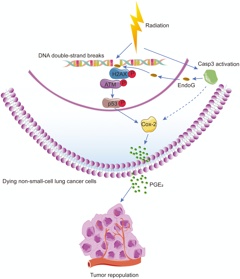 Schematic illustration of the proposed mechanism of radiation-induced tumor repopulation in NSCLC. Radiation-induced DNA double-strand breaks (DSBs) activate the DNA damage response (DDR) and caspase-3. Activated caspase-3 regulates the EndoG nuclear translocation and thus participates in the DDR by regulating ATM/p53 signaling, which activates the Cox-2/PGE2 axis in dying NSCLC cells, consequently enhancing the proliferation of living tumor cells.