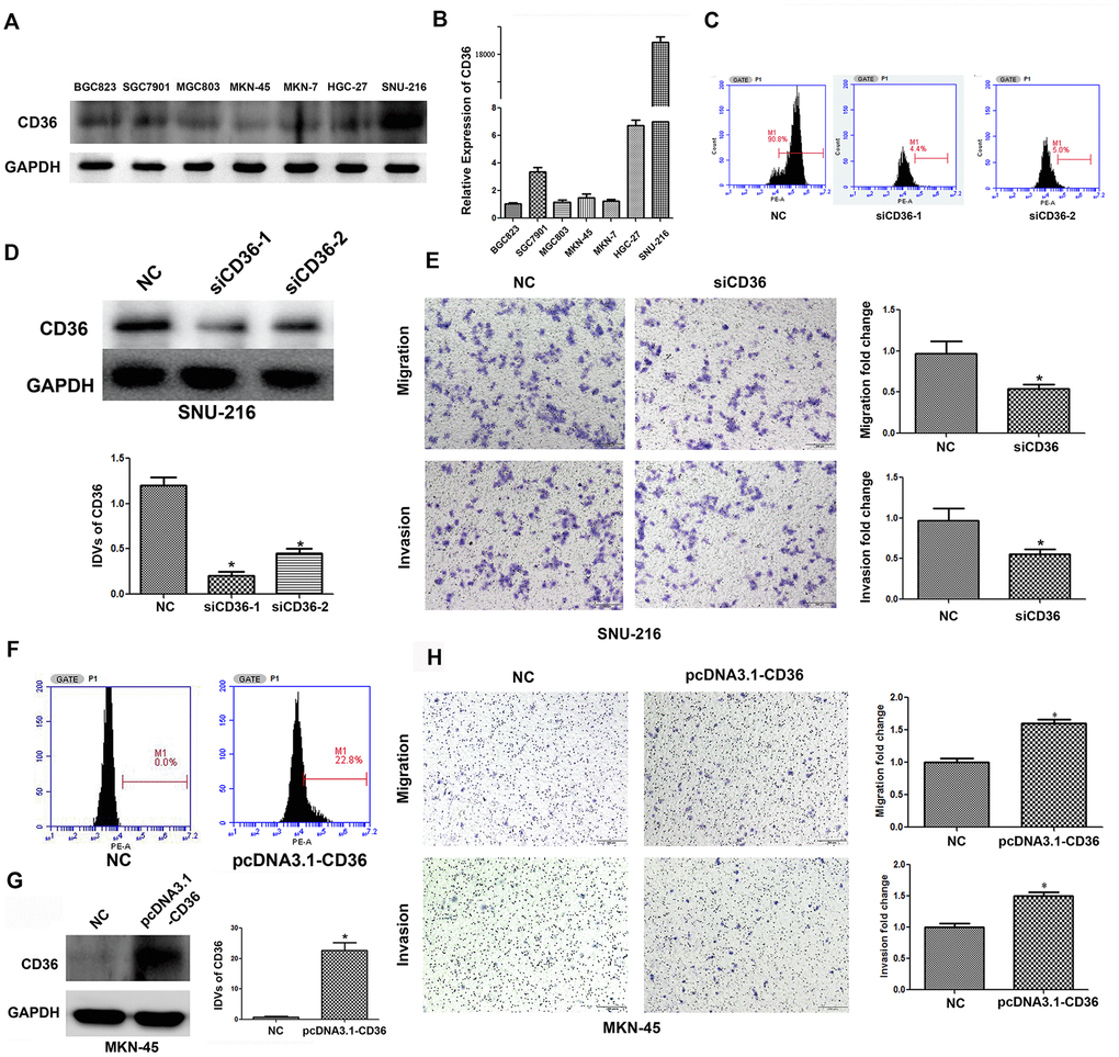 CD36 promotes migration and invasion in GC cells. (A) Analysis of CD36 protein expression in GC cell lines. (B) Analysis of CD36 mRNA expression in GC cell lines. (C) Flow cytometric analysis of the transfection efficiencies of NC/siCD36 in SNU-216 cells. (D) Western blot analysis of the transfection efficiencies of NC/siCD36 in SNU-216 cells. (E) Results of Transwell migration and invasion assays in SNU-216 cells transfected with NC/siCD36. (F) Flow cytometric analysis of the transfection efficiencies of NC/pcDNA3.1-CD36 in MKN-45 cells. (G) Western blot analysis of the transfection efficiencies of NC/pcDNA3.1-CD36 in MKN-45 cells. (H) Results of Transwell migration and invasion assays in MKN-45 cells transfected with NC/pcDNA3.1-CD36. Data are presented as the mean ± SD. *p 