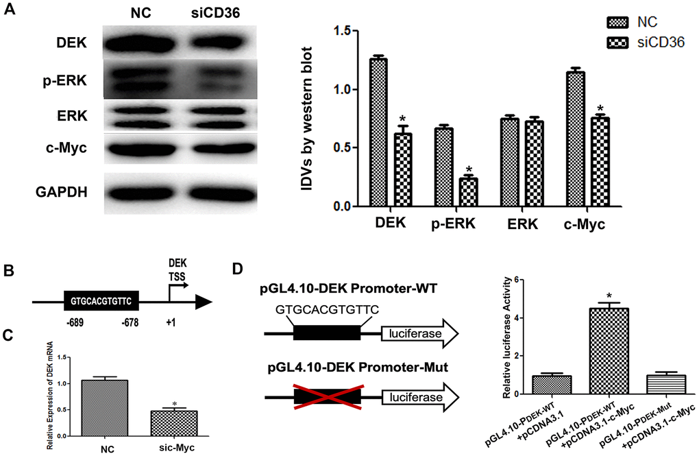 CD36 promotes c-Myc-dependent DEK transcription in GC cells. (A) Western blot analysis in SNU-216 cells transfected with NC/siCD36. *p  (B) Schematic diagram of the DEK gene promoter; the c-Myc-binding site is highlighted. (C) Analysis of DEK mRNA expression following siRNA-mediated c-Myc knockdown (sic-Myc) in SNU-216 cells. *p D) Dual luciferase assay results from SNU-216 cells co-transfected with firefly luciferase constructs (pGL4.10-DEK Promoter-WT or pGL4.10-DEK Promoter-Mut) and pcDNA3.1-c-Myc. Left: firefly luciferase constructs; right: relative luciferase activity. *p All data are presented as the mean ± SD.