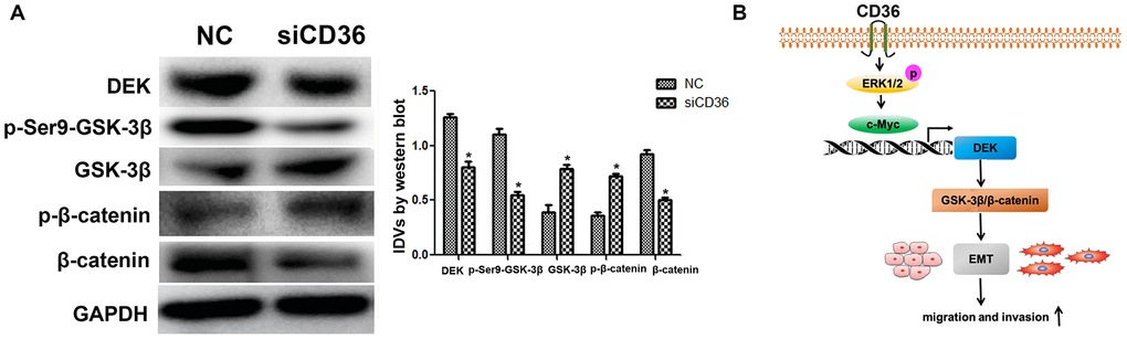 CD36 upregulates GSK-3β/β-catenin signaling by enhancing DEK expression in GC cells. (A) Western blot analysis of GSK-3β/p-Ser9-GSK-3β and β-catenin/p-β-catenin in SNU-216 cells transfected with NC/siCD36. Data are presented as the mean ± SD.*p  (B) Schematic representation of the proposed mechanism by which CD36 overexpression induces EMT in GC cells.