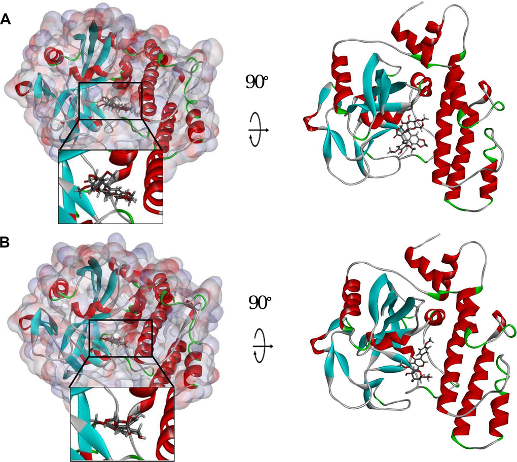 Schematic drawing of interactions between ligands and PARP. The surface of binding area was added. Blue represents positive charge; red represents negative charge; and ligands are shown in sticks, with the structure around the ligand-receptor junction shown in thinner sticks. (A) ZINC000003938684-PARP complex. (B) ZINC000014811844-PARP complex.