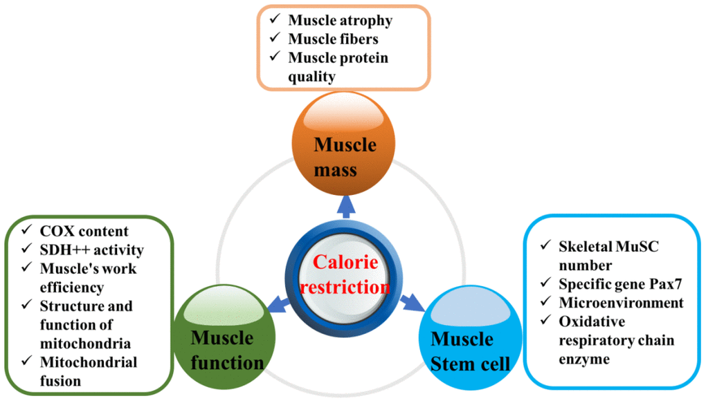 Effect of calorie restriction on sarcopenia.