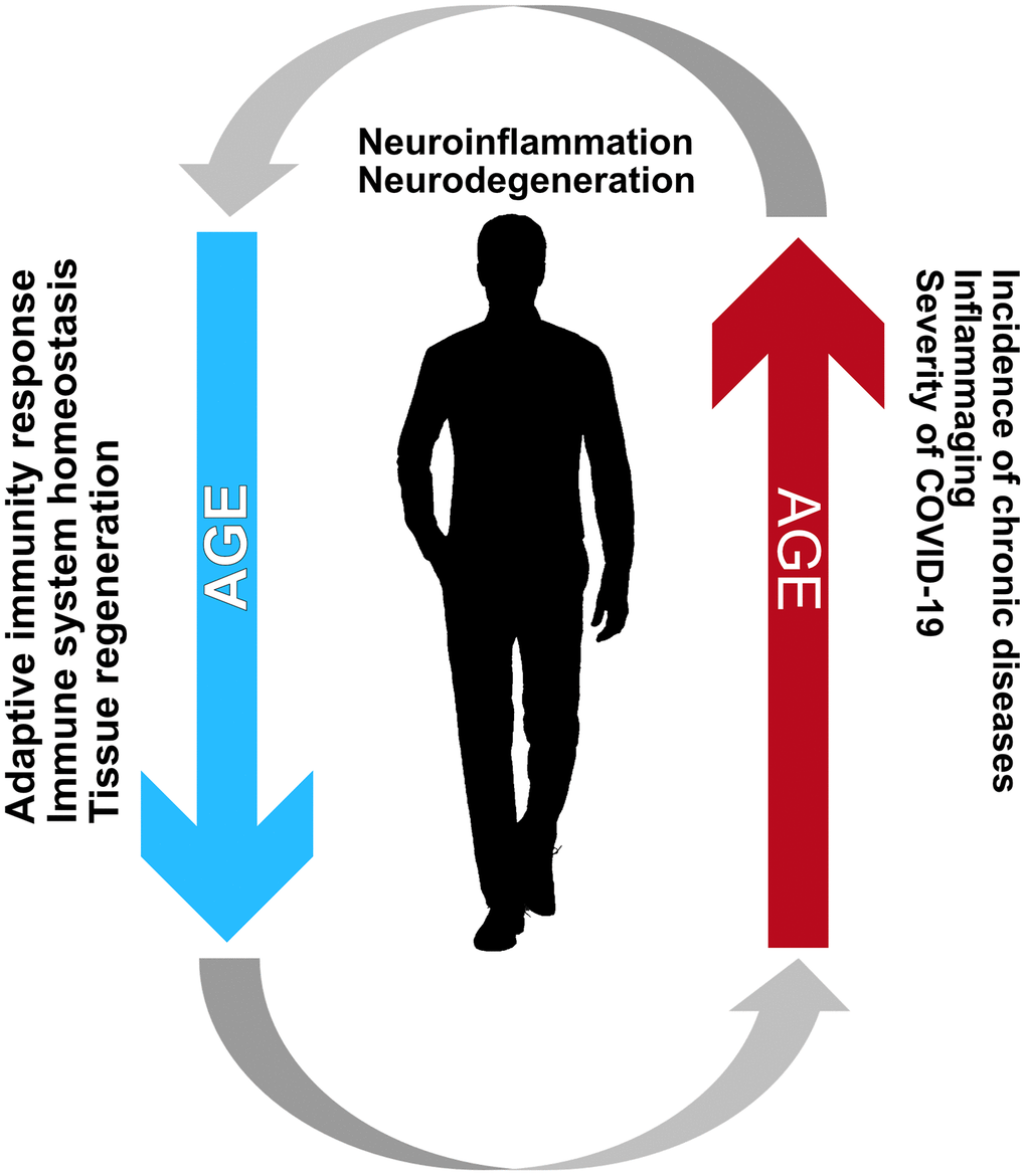 Immunosencescence and inflammaging create a vicious cycle creating an environment favorable for the development of neurodegenerative diseases. Such a relationship between these processes is mainly characteristic of the elderly and is the most likely reason for the increased incidence and adversity of COVID-19 among the elderly.