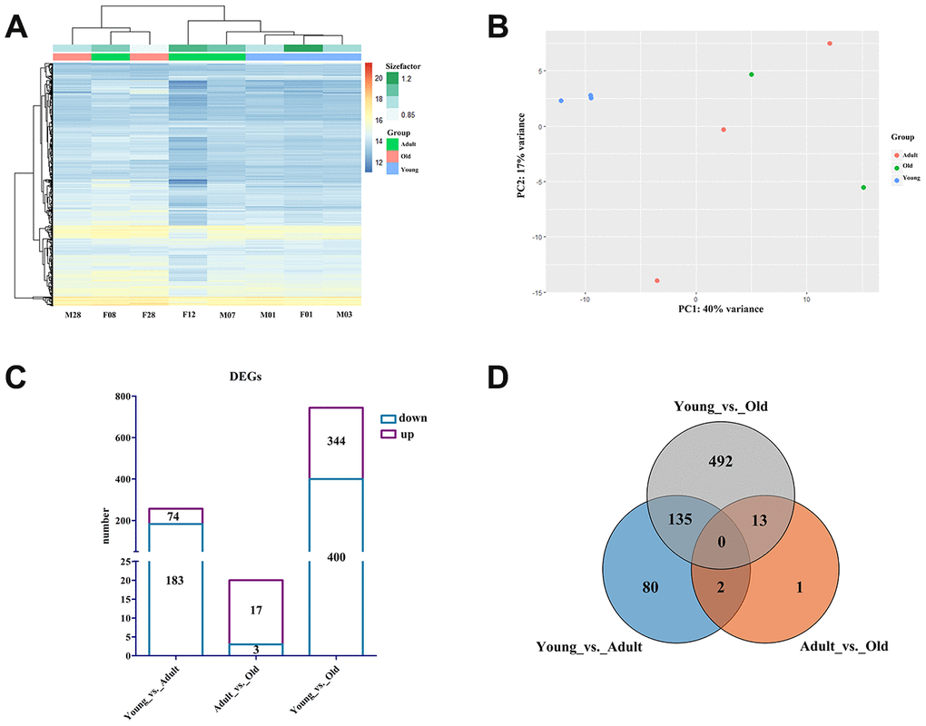 Profile of the giant panda blood transcriptome. (A) Heat map plot of all genes using TPM expression value of genes by adopting hierarchical clustering method. (B) PCA of all genes using TPM expression value of genes by adopting hierarchical clustering method. (C) The histogram of the number of DEGs in each group. The purple box represents the number of upregulated DEGs, and the blue box represents the number of downregulated DEGs. (D) Venn diagram of the number of annotated DEGs in each group.