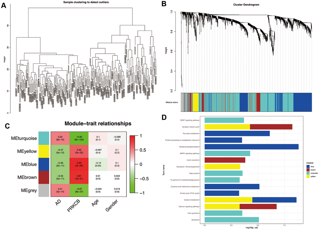 Weighted correlation network analysis. All the samples were included in the clusters (A) Cluster dendrogram of five modules with different colors (B) grey represents non-clustering genes. The heatmap of module-trait relationships (C) red indicates positive correlation and green represents negative correlation. Enrichment analysis of KEGG pathways in co-expression modules (D) AD: Alzheimer’s disease, KEGG: Kyoto Encyclopedia of Genes and Genomes.