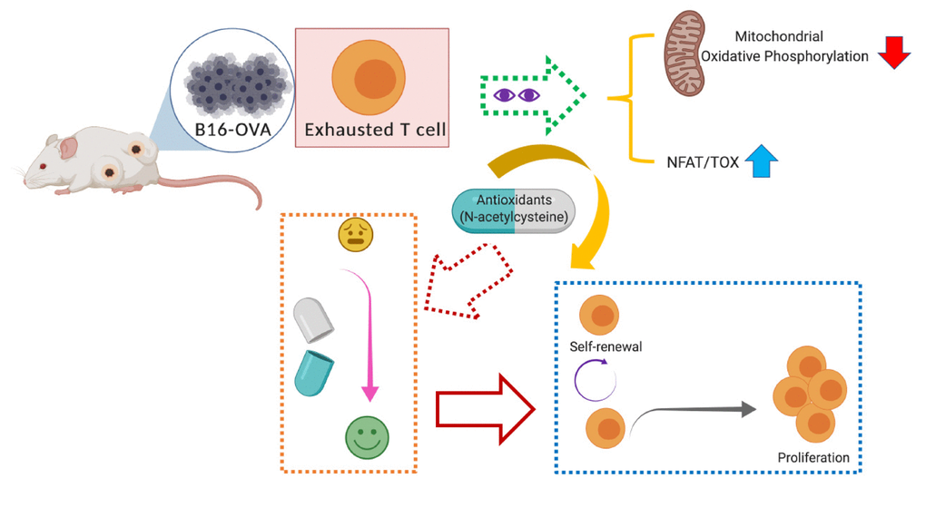 N-acetylcysteine administration reinstates impaired mitochondrial OXPHOS in exhausted T cells, thus restoring the T-cell self-renewal and proliferation capacities in B16F10-OVA-challenged mice.
