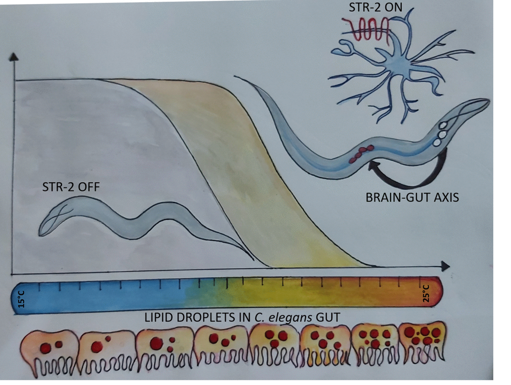 Illustrations of the BRAIN-GUT axis of longevity operative in C. elegans at high temperature of growth. STR-2, a G protein coupled receptor in three sensory neurons, regulates lipid metabolism and longevity in C. elegans at warmer temperature. (Artwork by Shivangi Mishra, shivangim@iisc.ac.in)