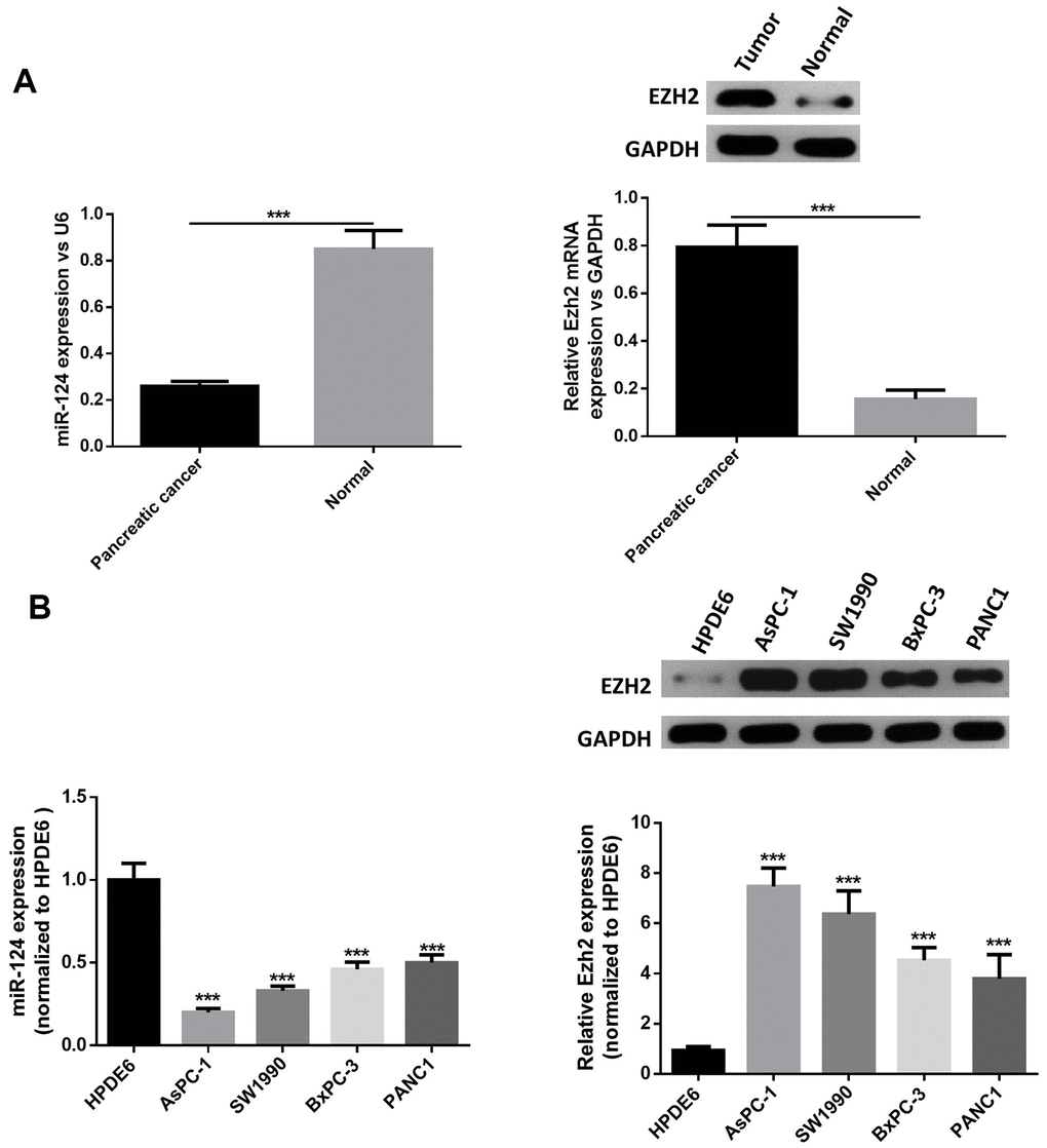 MiR-124 expression was downregulated and the expression of EZH2 was stimulated in pancreatic cancer tissues and cell lines. Relative expression levels of miRNA-124 or EZH2 in pancreatic cancer tissues (A) or pancreatic cancer cell lines (B) AsPC-1, PANC1, BxPC-3 and sw1990, and pancreatic duct epithelial cell line HPDE6 were determined by qRT-PCR or western blot. The results were presented as the mean ± standard deviation (SD) of three independent experiments. ***P