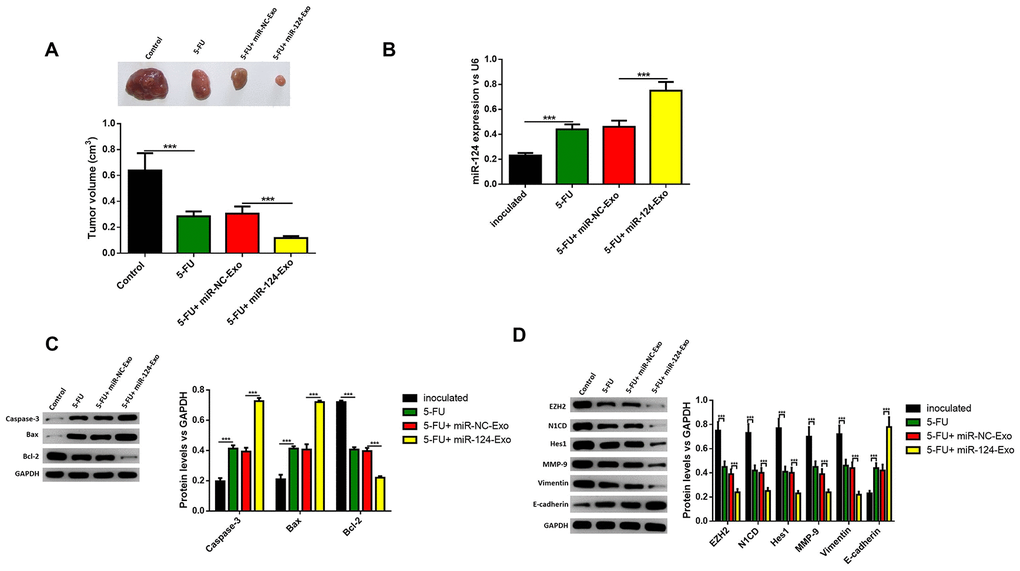 Exosomes-delivered miR-124 enhanced the chemotherapy on pancreatic tumors in vivo. MiR-124-carried exosomes enhanced the anti-tumor effects of 5-FU on pancreatic cancer (A) The expression of miR-124-3p was remarkably higher in miR-124-EXO group (B) And the apoptosis related protein (C) levels of caspase-3, Bax, Bcl-2 and EZH2 and EMT related proteins (D) N1CD, Hes1, MMP-9, vimentin and E-cadherin on pancreatic tumors were determined by western blot. These results present the mean ± standard deviation (SD) of three independent experiments. ***P