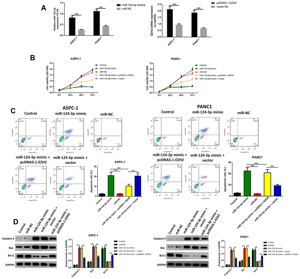 The miR-124-mimic transfection significantly decreased the cell viability in AsPC-1 and PANC1 cell lines, and induced apoptosis, while these effects were removed by the miR-124 inhibitor or EZH2 overexpression. Transfection efficacy was determined by RT-qPCR (A). Cell viability was determined by MTT (B), the apoptosis ratio was determined using Annexin V-propidium iodide (PI) by flow cytometry (C), and the expression of cleaved caspase-3, BAX and Bcl2 were determined by western blot (D). The results were presented as the mean ± standard deviation (SD) of three independent experiments.