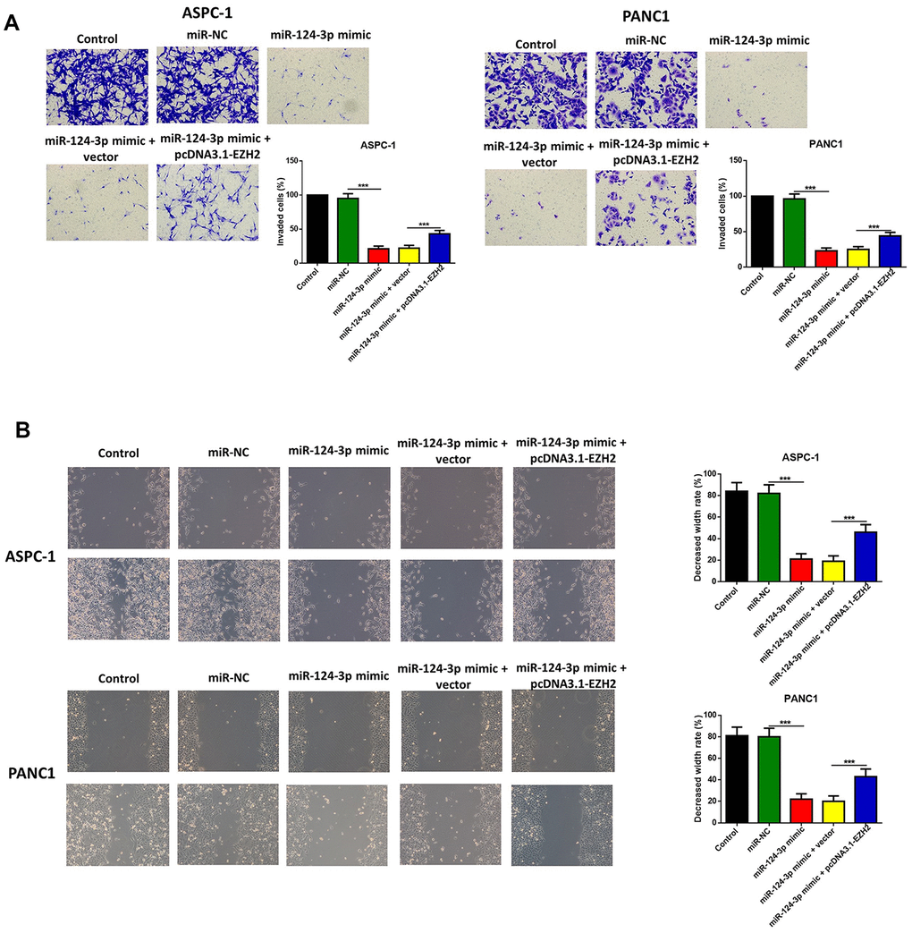 The miR-124-mimic transfection inhibited the invasion, migration of AsPC-1 and PANC1 cells, which were partly reversed by the miR-124 inhibitor or EZH2 overexpression. The capability of cell invasion was determined by transwell assay (A). The wound-healing assay was used for measurement for cell migration (B).