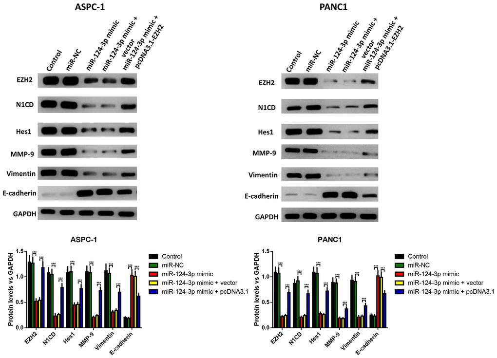 The miR-124-mimic transfection inhibited the EMT of AsPC-1 and PANC1 cells, which were partly reversed by the miR-124 inhibitor or EZH2 overexpression. The expression of N1CD, Hes1, MMP-9, E-cadherin and vimentin were determined by western blot. These results were presented as the mean ± standard deviation (SD) of three independent experiments. **P