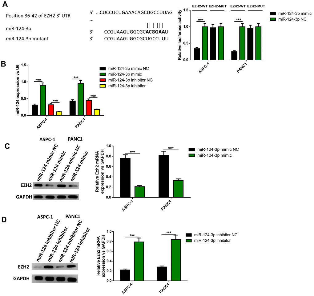 EZH2 is a target of miR-124. The binding site between miR-124 and EZH2 was predicted (A), dual-luciferase reporter systems were built (B) and the report data illustrated that EZH2 is the target gene of miR-124-3p. The expression of EZH2 in miR-124 inhibitor-treated cells were determined by western blot (C, D). These results were presented as the mean ± standard deviation (SD) of three independent experiments. **P