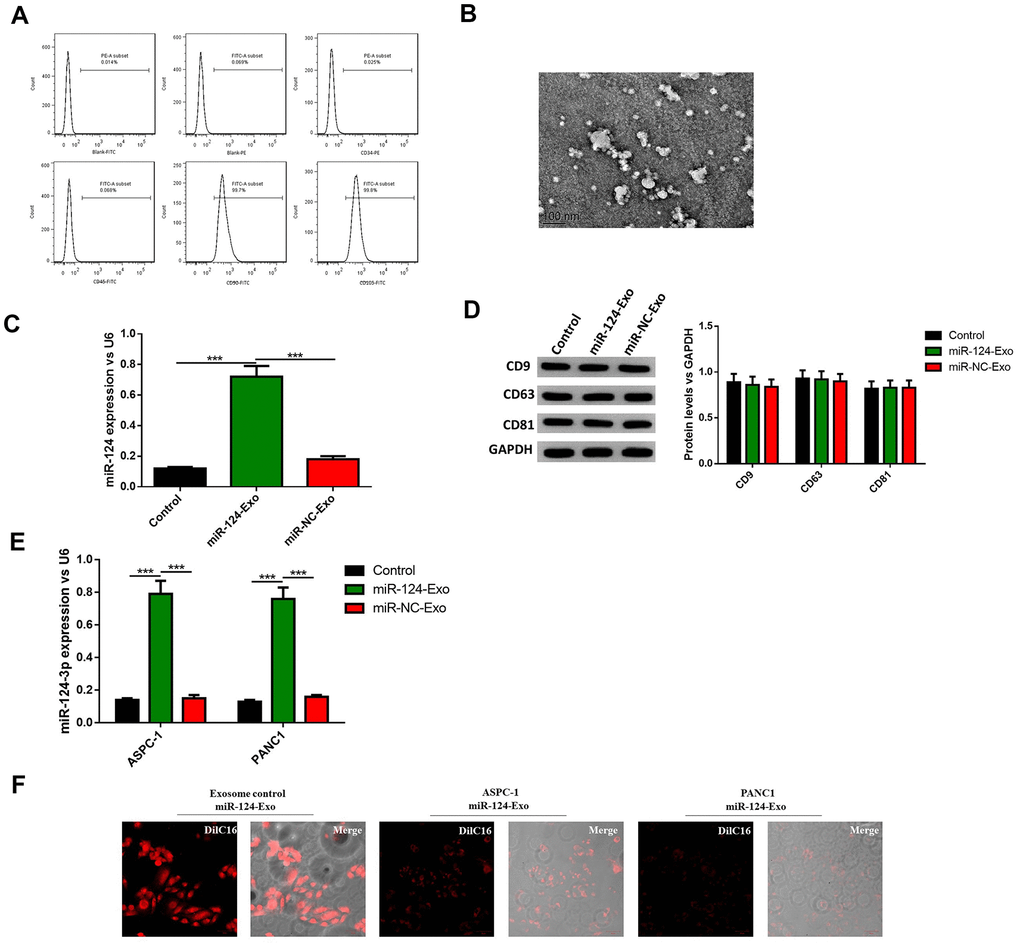 Exosomes were extracted from BM-MSCs and delivered miR-124 into pancreatic cancers. The BM-MSCs were identified using flow cytometry (A) since CD90 and CD105 were positive, and CD34 and CD45 were negative. The extracted exosomes were examined by transmission electron microscopy (B) The expression level of miR-124 in BM-MSCs were determined by RT-PCR (C) The expression level of miR-124 in exosomes extracted from the BM-MSCs were determined by RT-PCR, and the protein level of CD9, CD63 and CD81 were determined by western blot (D) The expression levels of miR-124 in miR-124-exo co-cultured AsPC-1 or PANC1 cells were determined by RT-PCR (E) and cells were stained using Dil C16 dye (F). These results present the mean ± standard deviation (SD) of three independent experiments. ***P