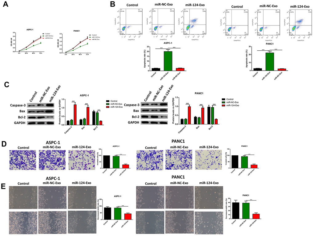 Exosomes-delivered miR-124 inhibited the proliferation, invasion, migration and induced the apoptosis in pancreatic cancers. The effects of BM-MSC-derived exosomes on AsPC-1 or PANC1 proliferation, apoptosis was determined using MTT (A) Annexin V-propidium iodide (PI) by flow cytometry (B) respectively and western blot was used to measure the apoptosis related proteins (C) Transwell invasion assay was conducted (D) and the wound-healing assay was used for migration assay (E). These results present the mean ± standard deviation (SD) of three independent experiments. ***P