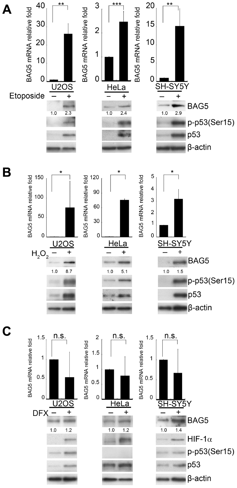 BAG5 is upregulated in DNA damage- and oxidative stress-treated cells but not in hypoxia-treated cells. (A–C) U2OS, HeLa, and SH-SY5Y cells were treated with 10 μM of etoposide for 48 h, 250 μM of H2O2 for 24 h, 10 μM of DFX for 48 h, or solvent. RNA was extracted, and BAG5 transcripts were detected by RT-Q-PCR. The relative fold in BAG5 mRNA expression was normalized to the GAPDH control and the solvent control (upper panel). The protein expression of BAG5, p53, HIF-1α, and β-actin was detected by Western blotting (lower panel). The relative fold in protein expression was normalized to that of the internal control β-actin and standardized with the solvent control. Error bars represent the SD of the means calculated using data from three independent experiments (Student’s t-test; *, p **, p ***, p 